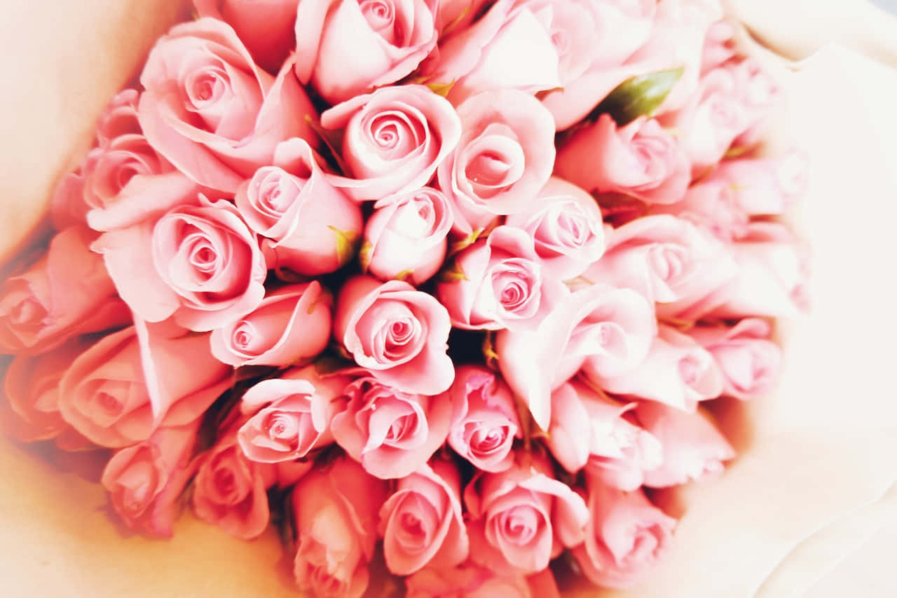 blushing pink roses bouquet, pink roses, green stems, HD Desktop Wallpaper