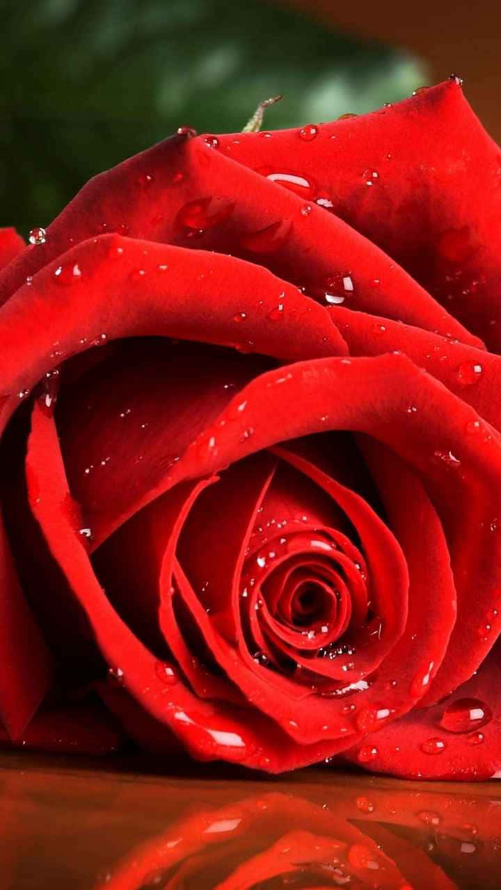 red rose, water droplets, glistening, HD Phone Wallpaper