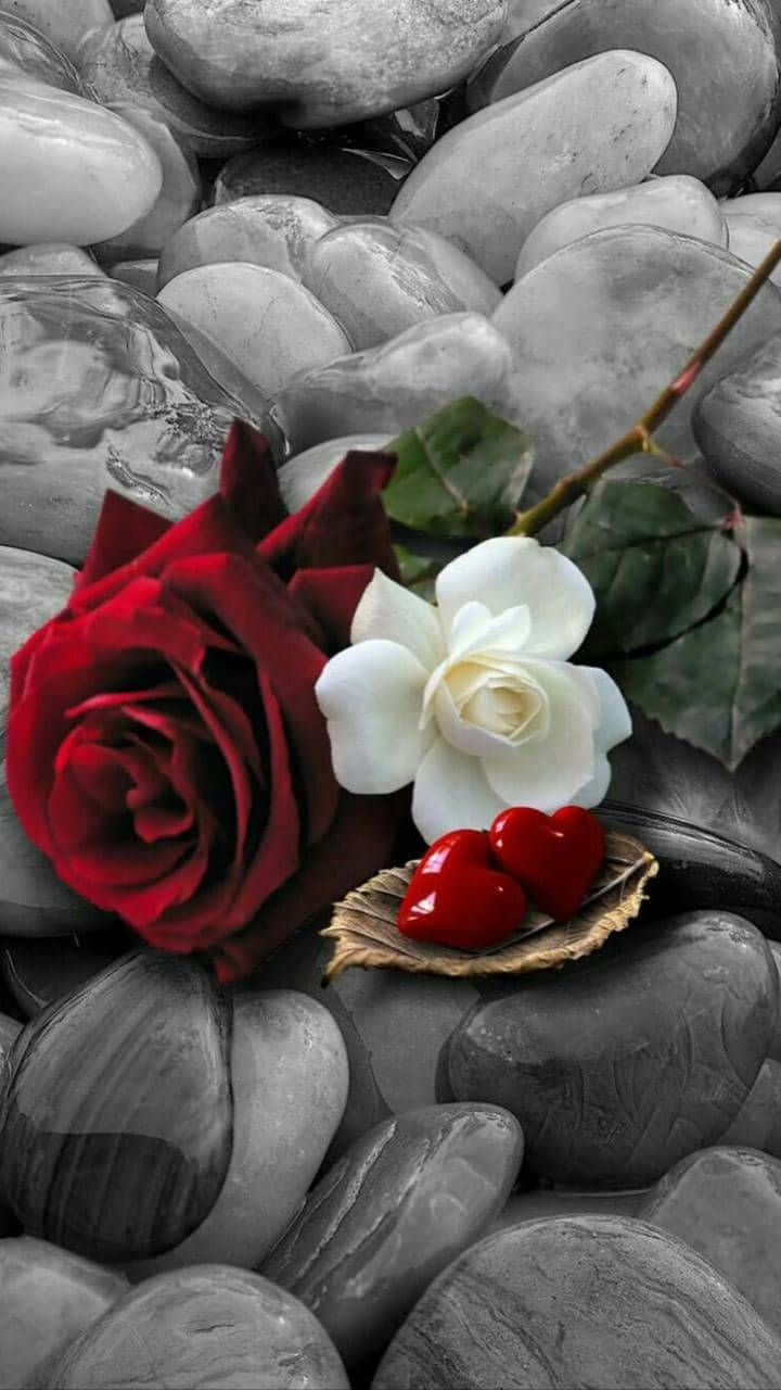 red rose, white rose, gray stones, HD Phone Wallpaper