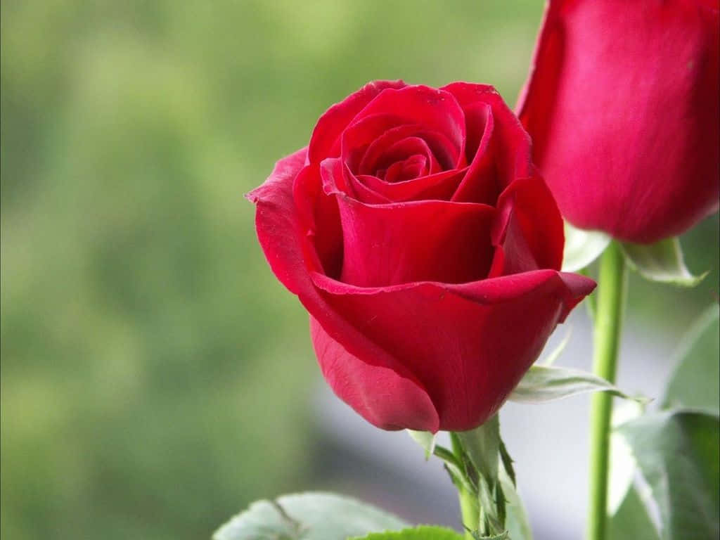 vibrant red rose, full bloom, delicate petals, SD Desktop Wallpaper