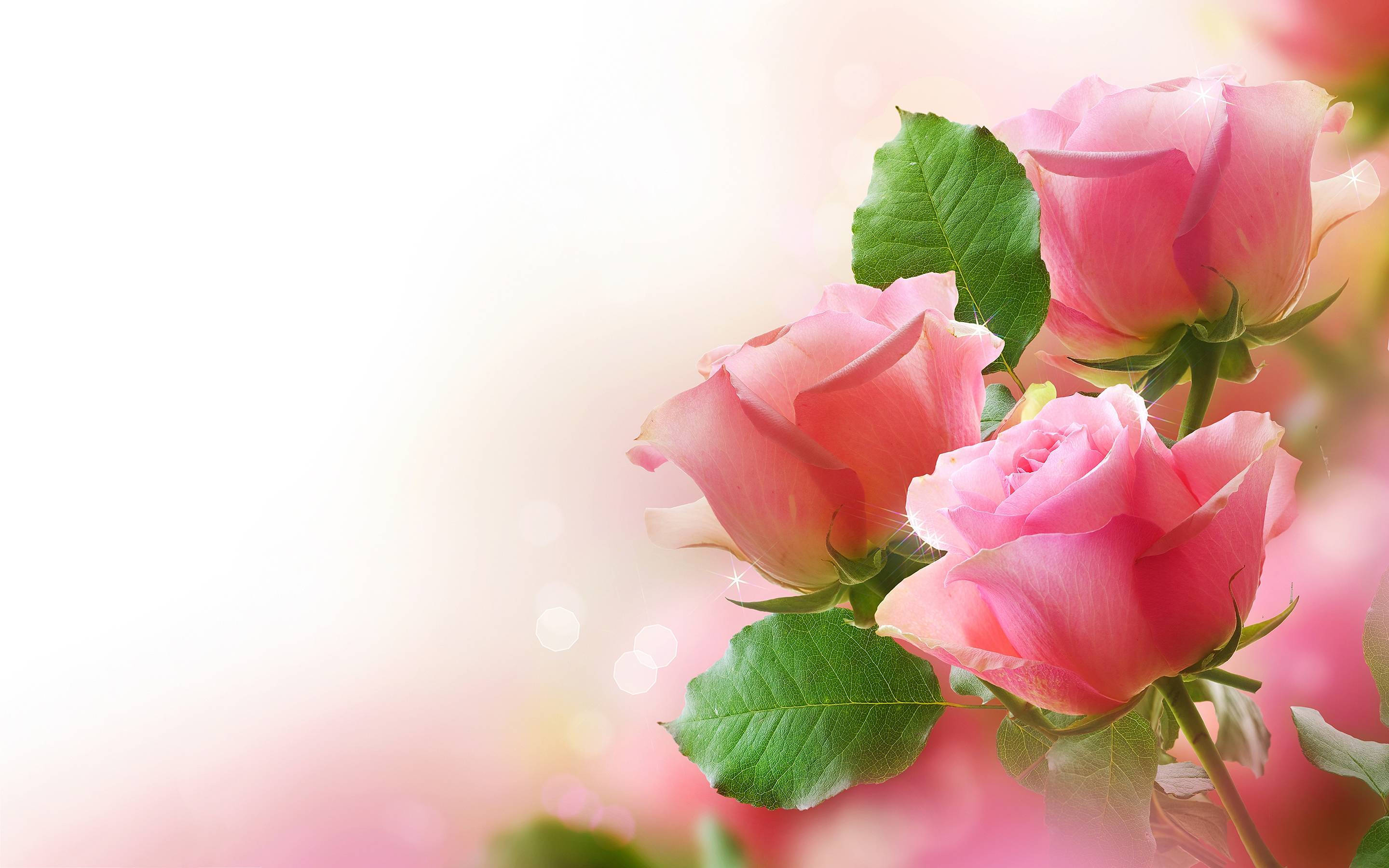 Love Rose Pink, pink roses, green leaves, 2K Desktop Wallpaper