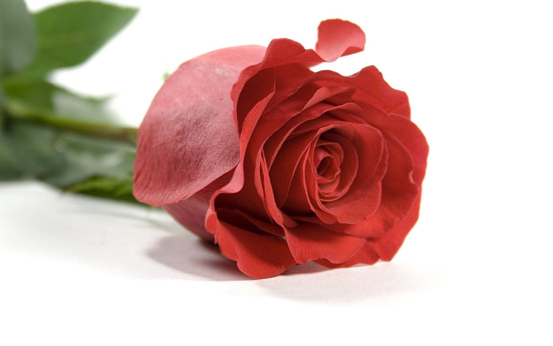 Love Rose, deep red rose, lush petals, Full HD Desktop Wallpaper