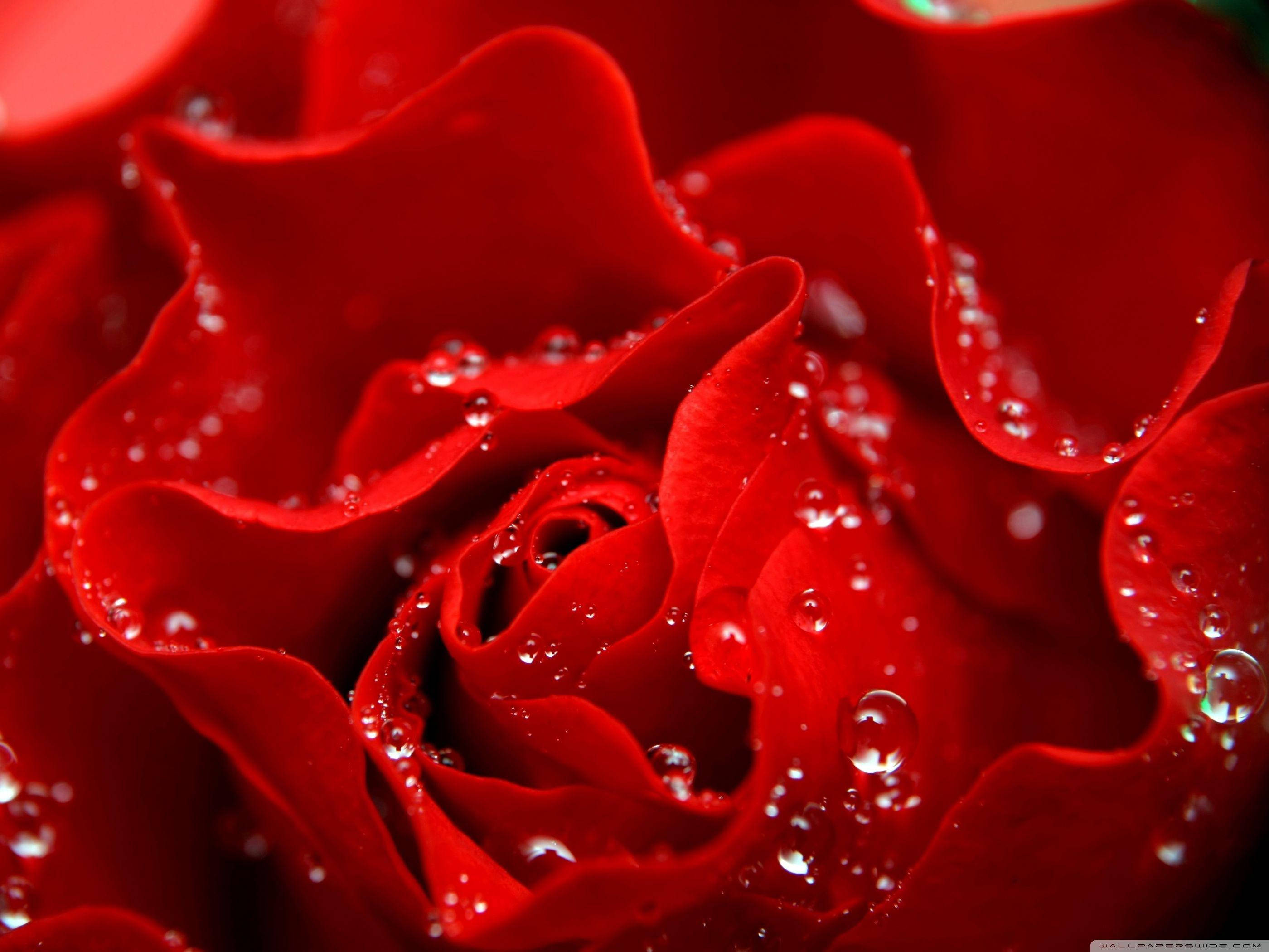 Love Rose, red rose, glistening water droplets, 2K Desktop Wallpaper