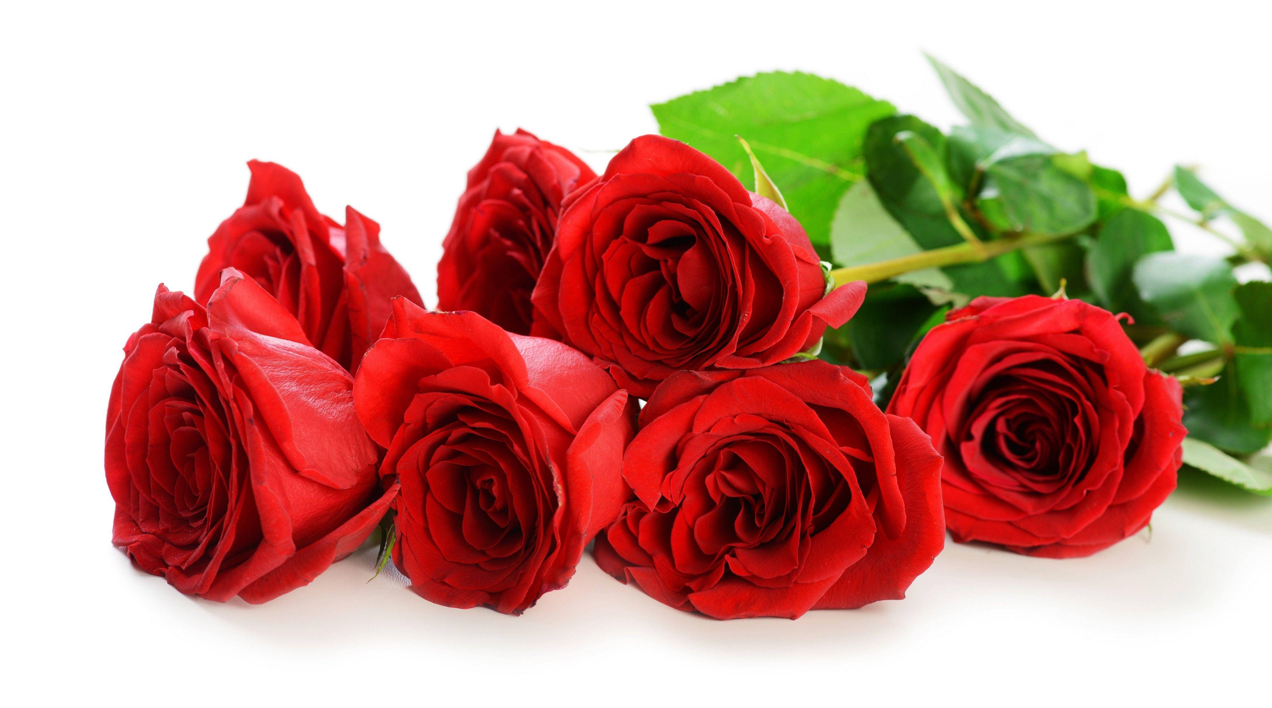 Love Rose, red roses, lush green leaves, 4K Desktop Wallpaper