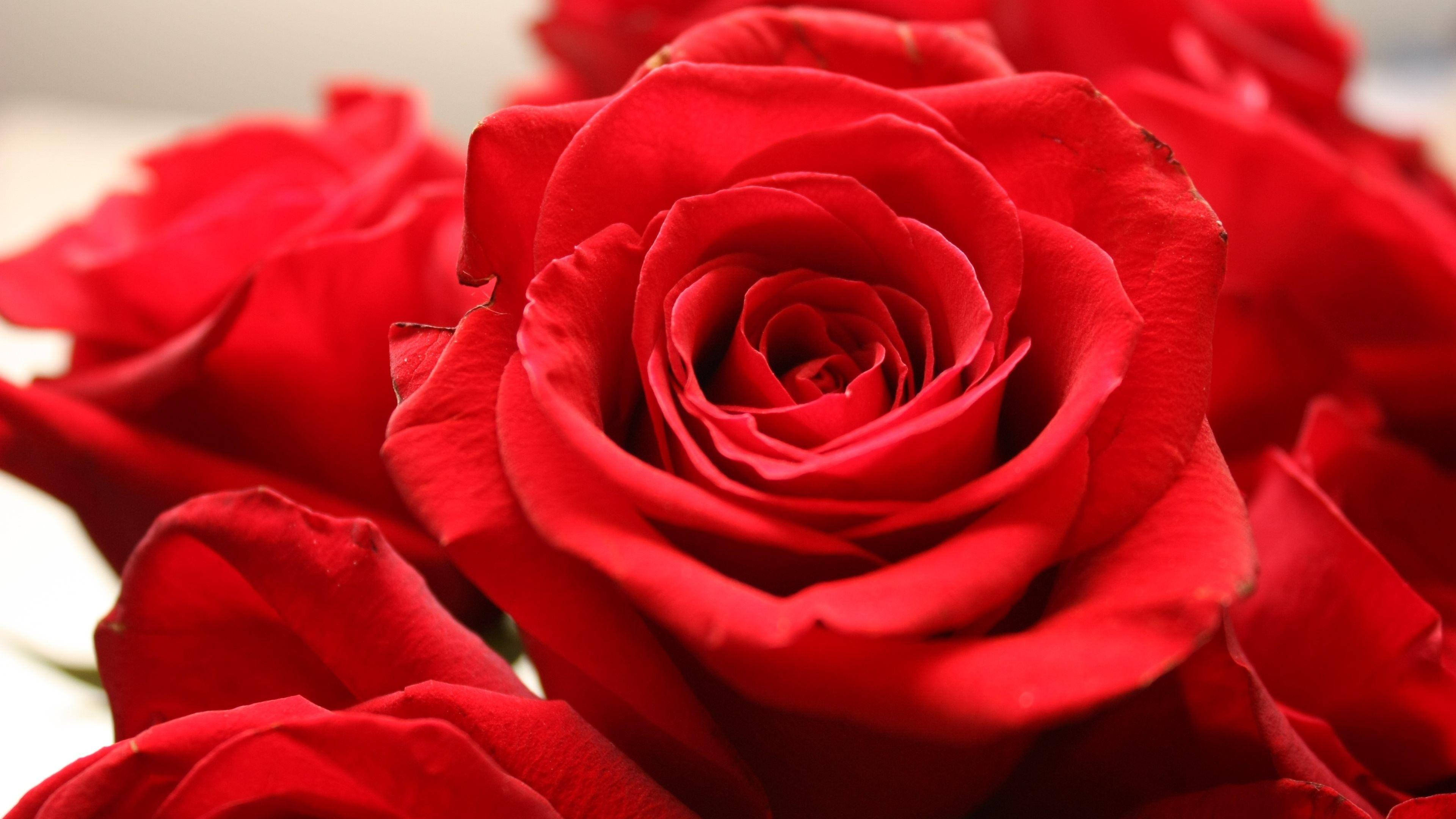 Love Rose, vivid red roses, velvety petals, 4K Desktop Wallpaper