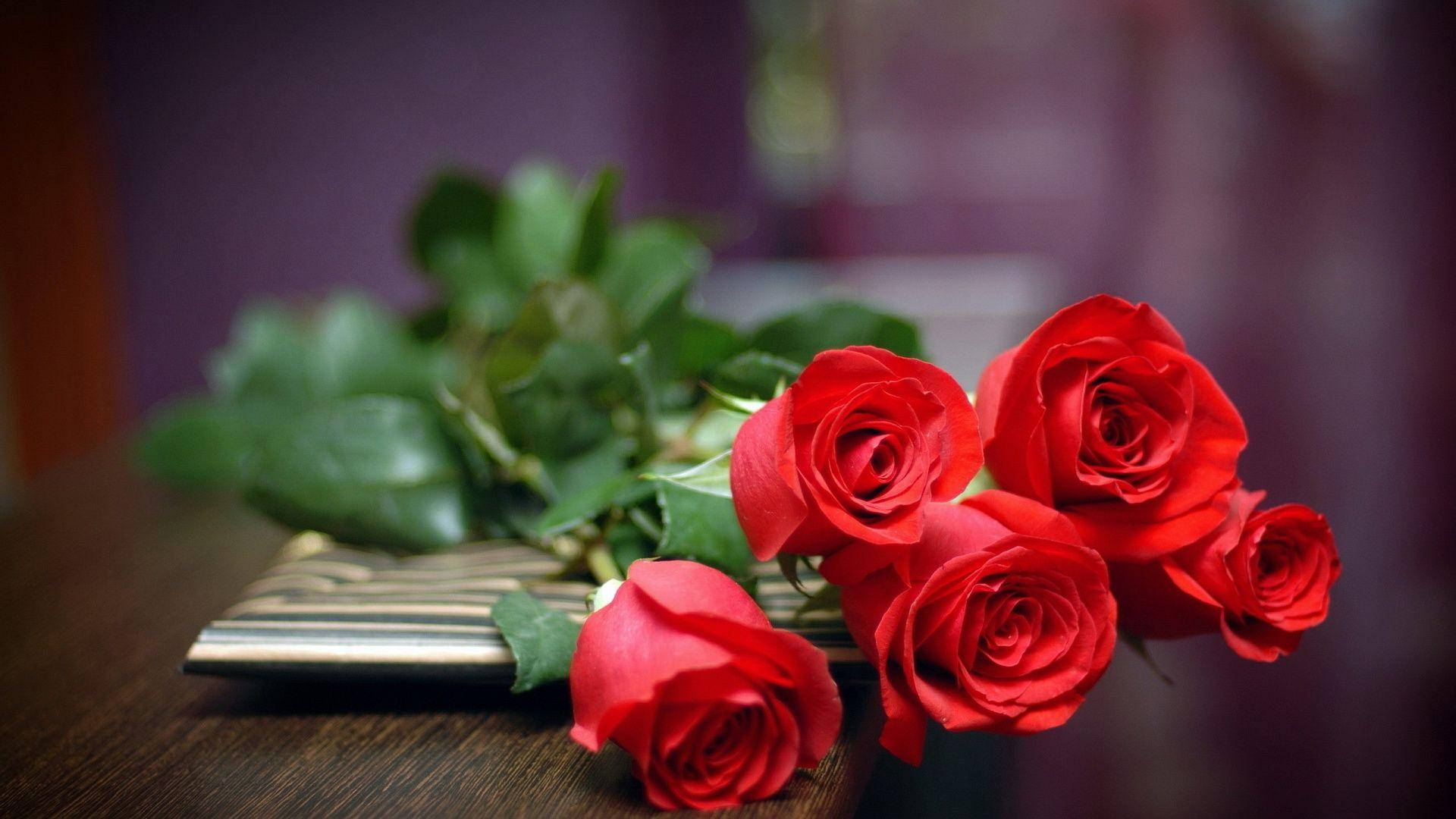 Love Rose, red roses, lush green leaves, Full HD Desktop Wallpaper
