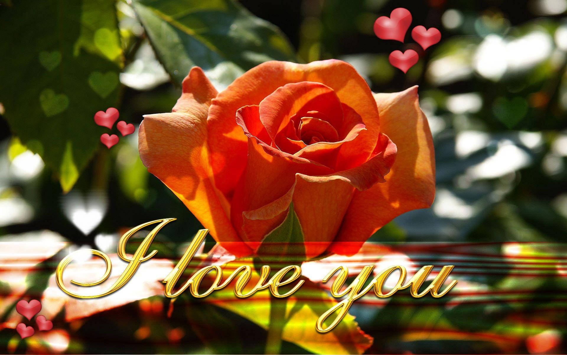 orange love rose, vibrant orange rose, sunlight, Full HD Desktop Wallpaper
