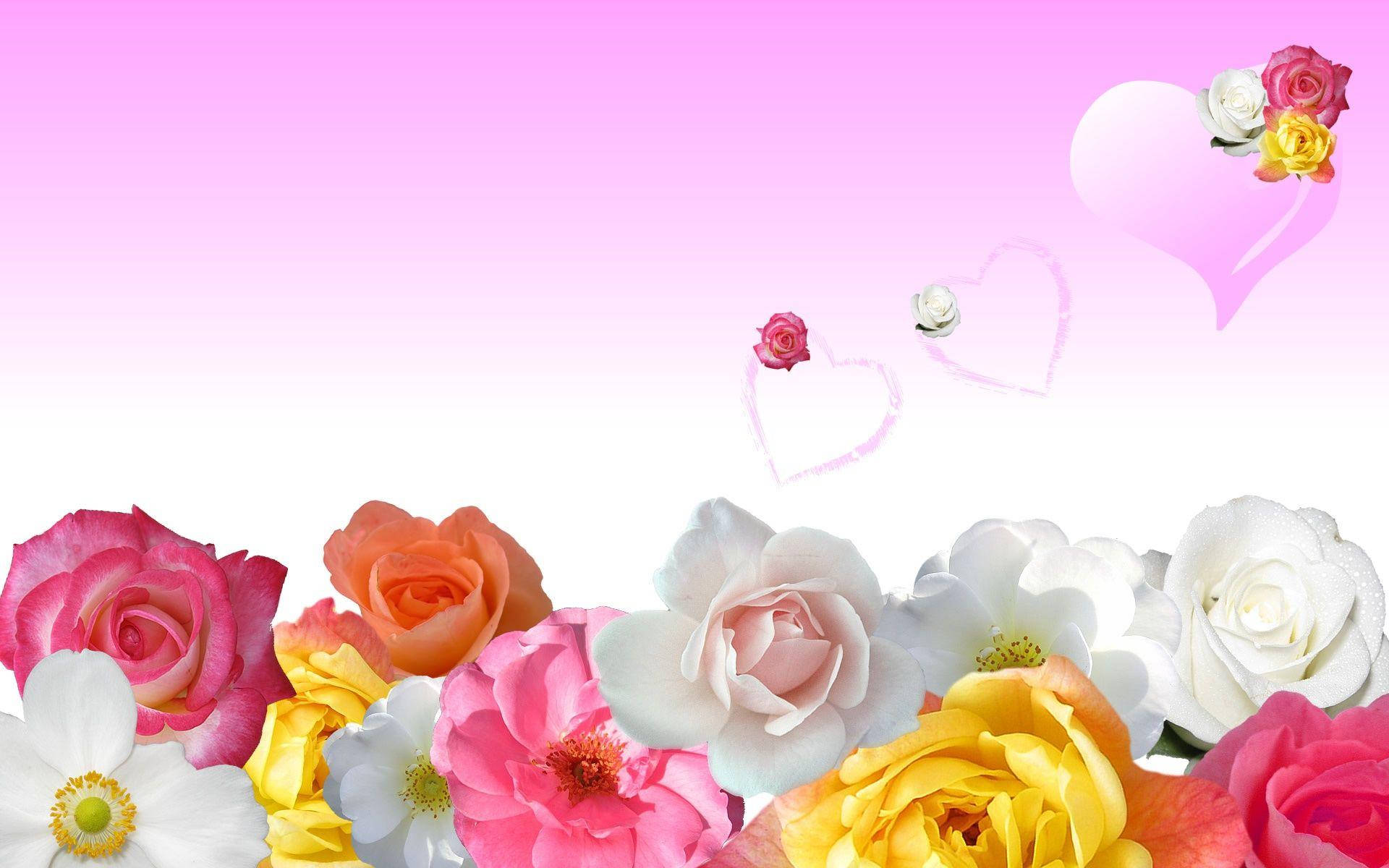 Love Rose Pink, pink orange yellow and white roses, soft pink gradient sky, Full HD Desktop Wallpaper