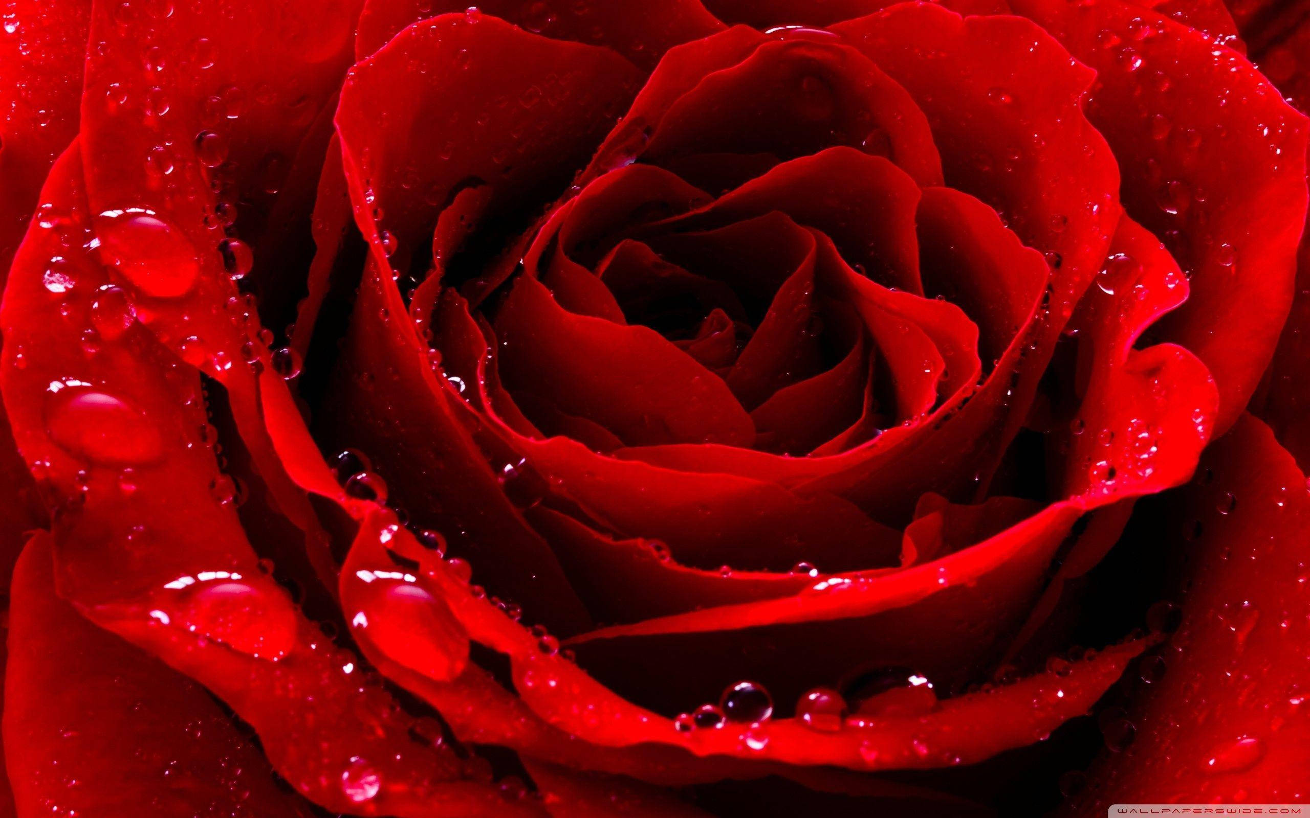 dewy love rose, vivid red rose, glistening water droplets, 2K Desktop Wallpaper