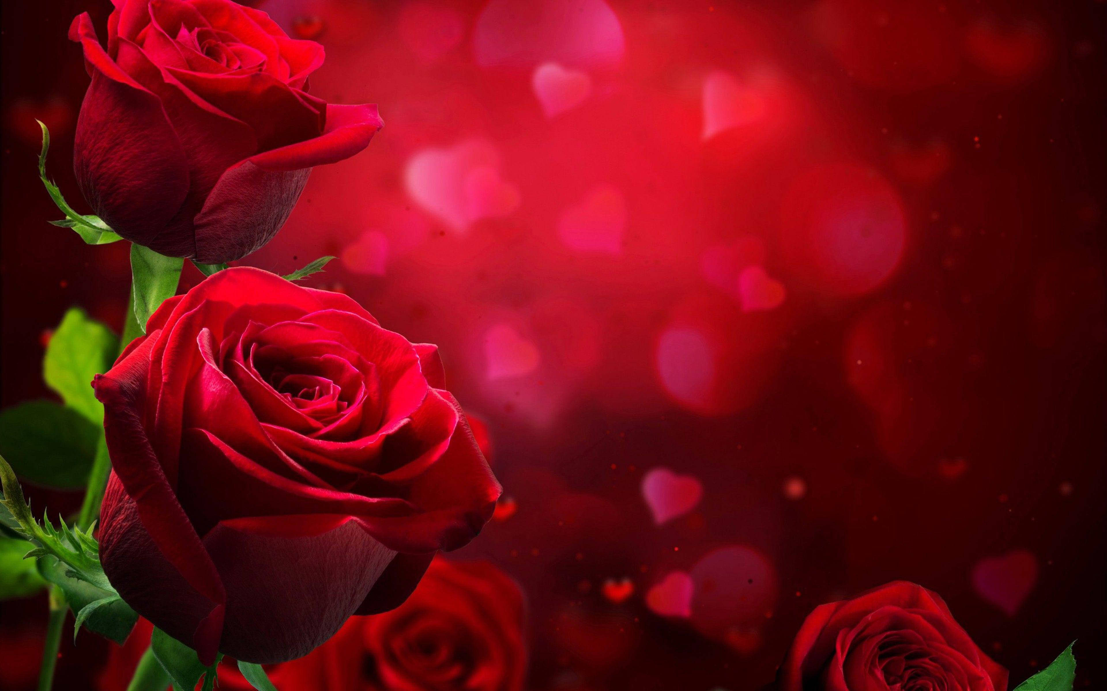Love Rose, heart backdrop, vibrant red roses, 4K Desktop Wallpaper