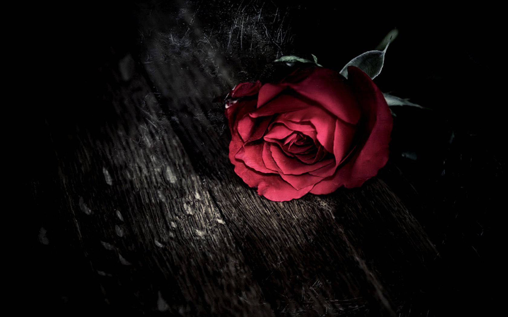 Black Love Rose, vivid red rose, dark weathered wood, HD Desktop Wallpaper