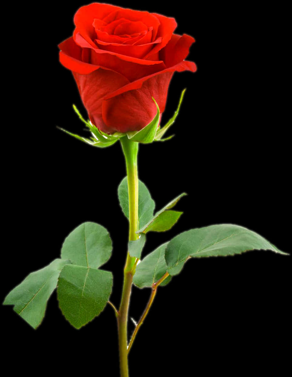 red rose, lush green leaves, stark black background, SD Phone Wallpaper