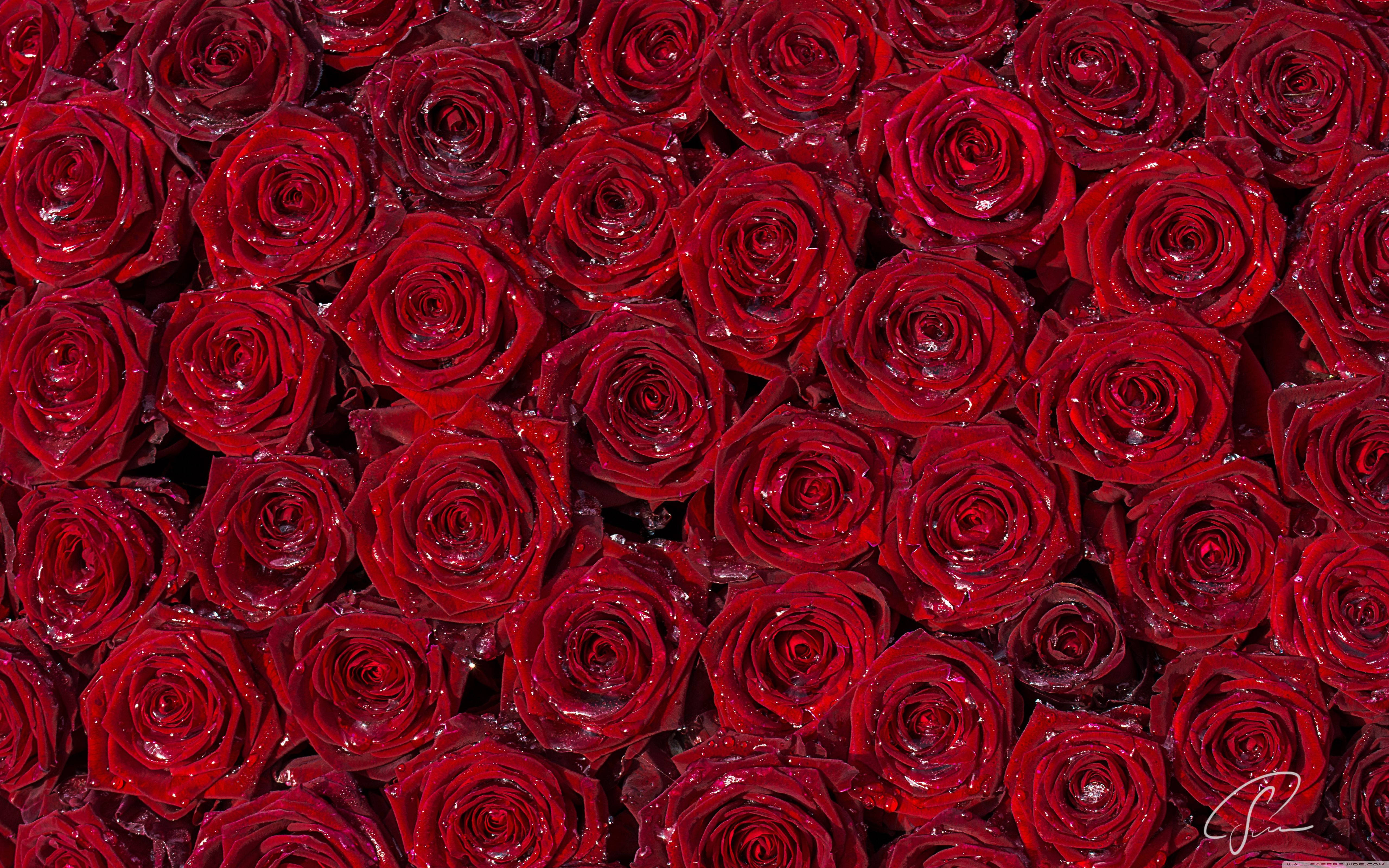 red roses, deep red roses, dewdrops, 5K Desktop Wallpaper