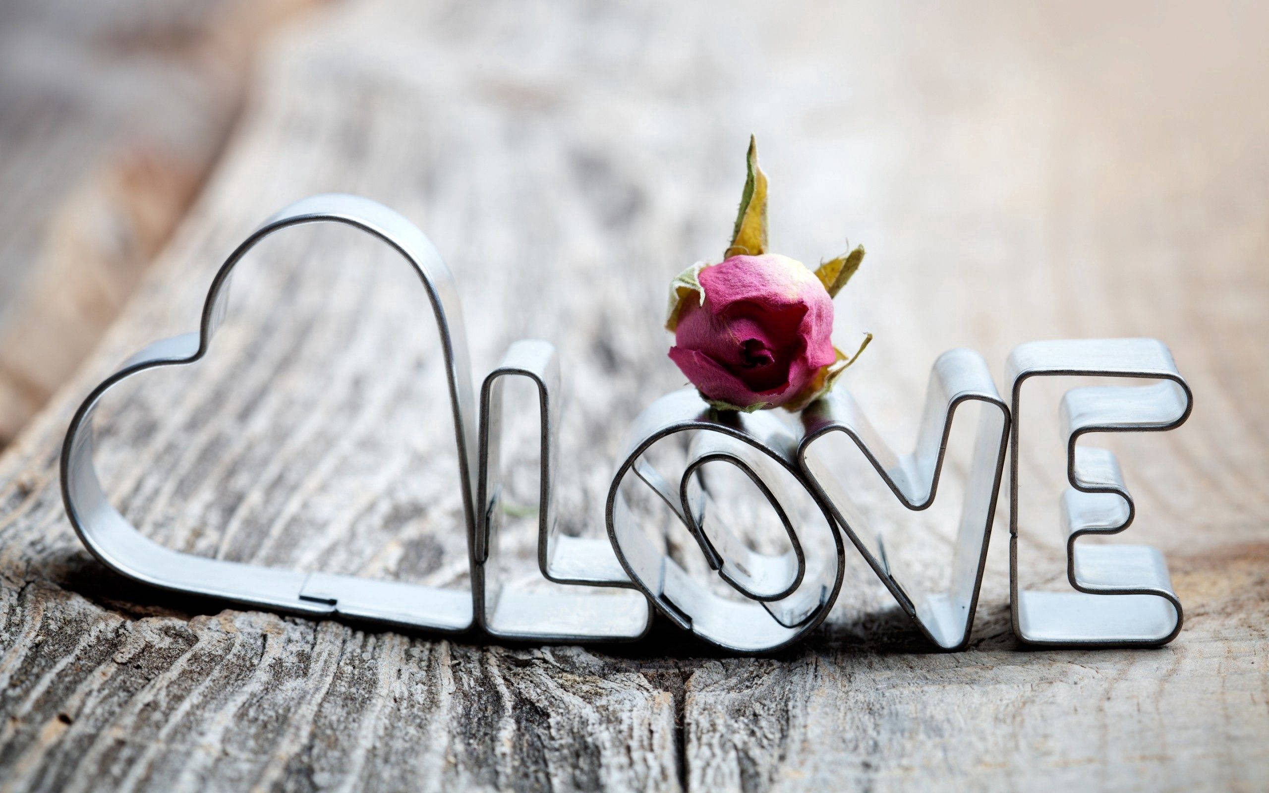 heart, rose, pink rosebud, 2K Desktop Wallpaper