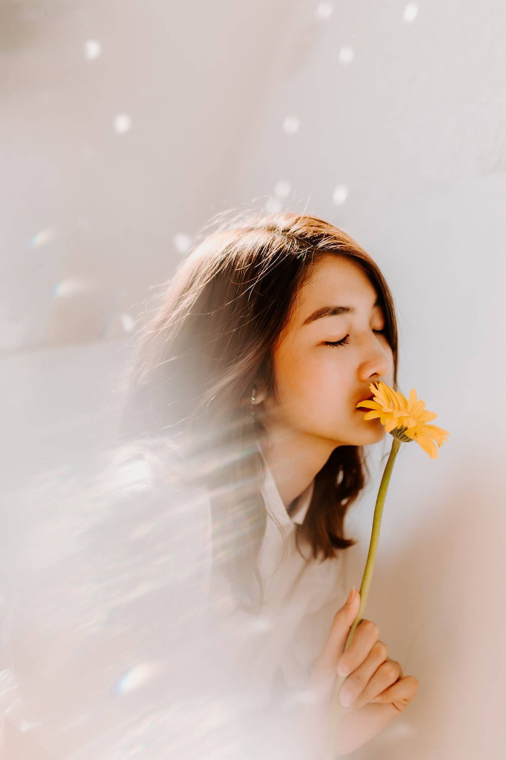 yellow flower, soft sunlight, window, HD Phone Wallpaper