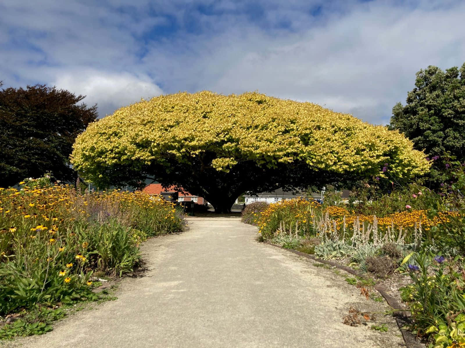Lower Hutt, golden-leafed tree, winding path, HD Desktop Wallpaper