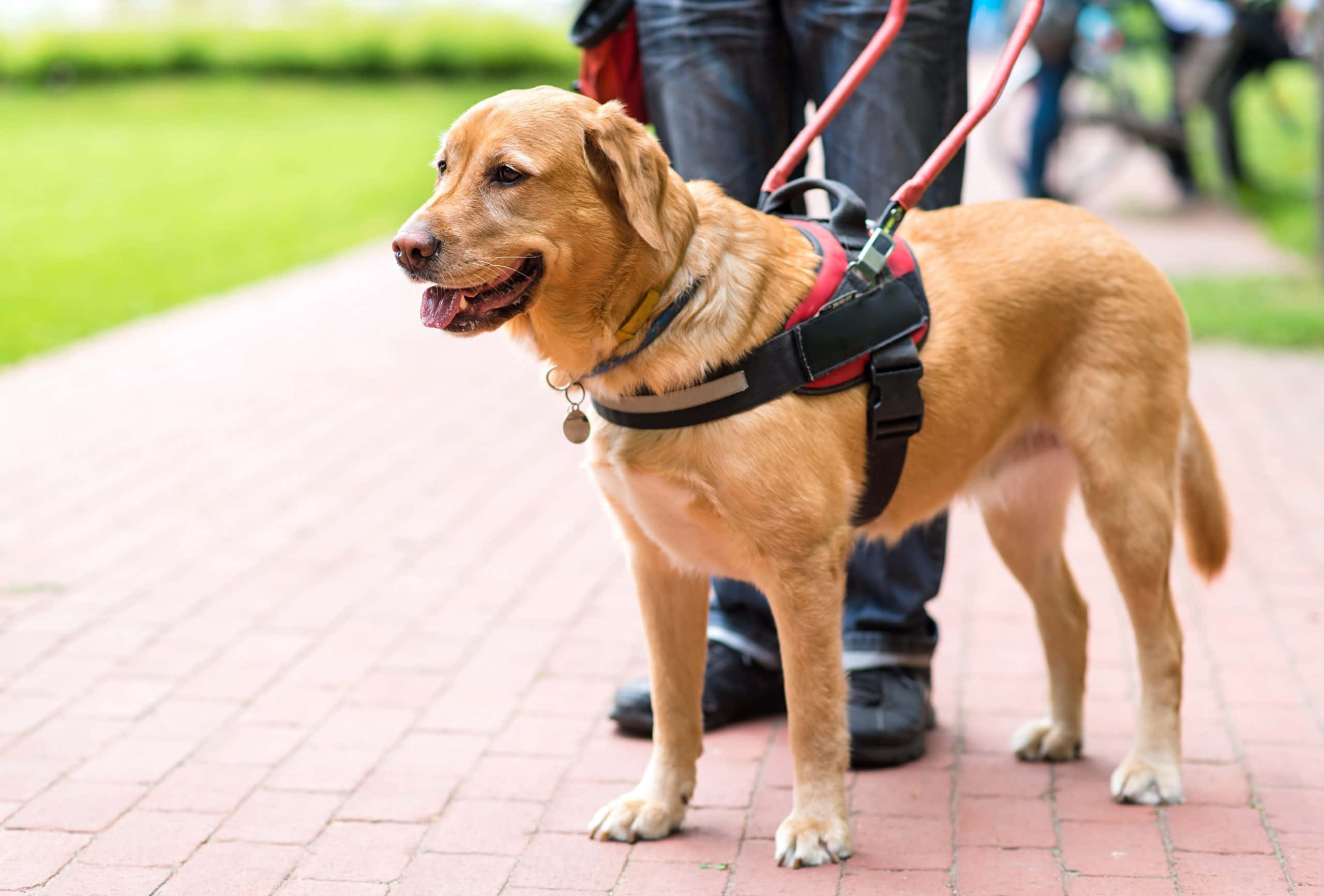 golden Labrador, red harness, brick sidewalk, 2K Desktop Wallpaper