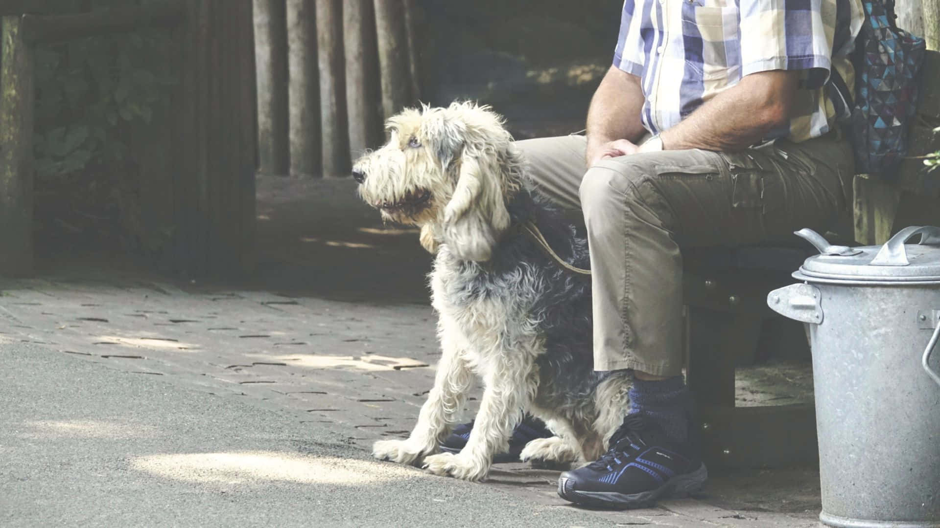 A loyal guardian, Man's best friend, scruffy dog, Full HD Desktop Wallpaper