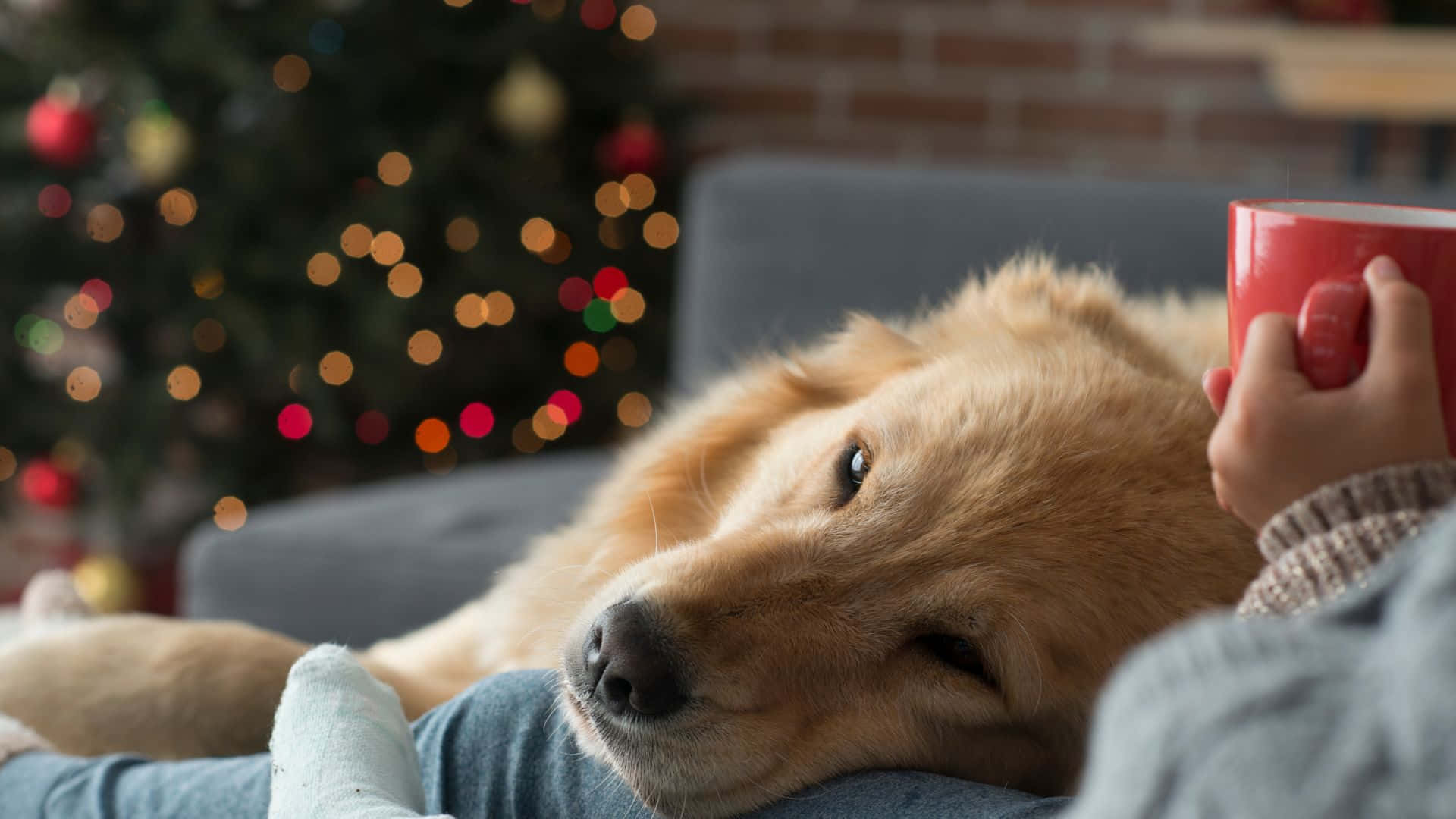 golden retriever, red mug, glowing Christmas tree, Full HD Desktop Wallpaper