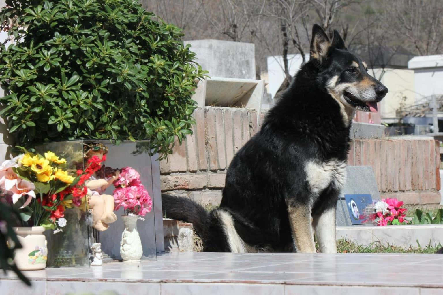 Loyal Dog, black and tan dog, grave, HD Desktop Wallpaper