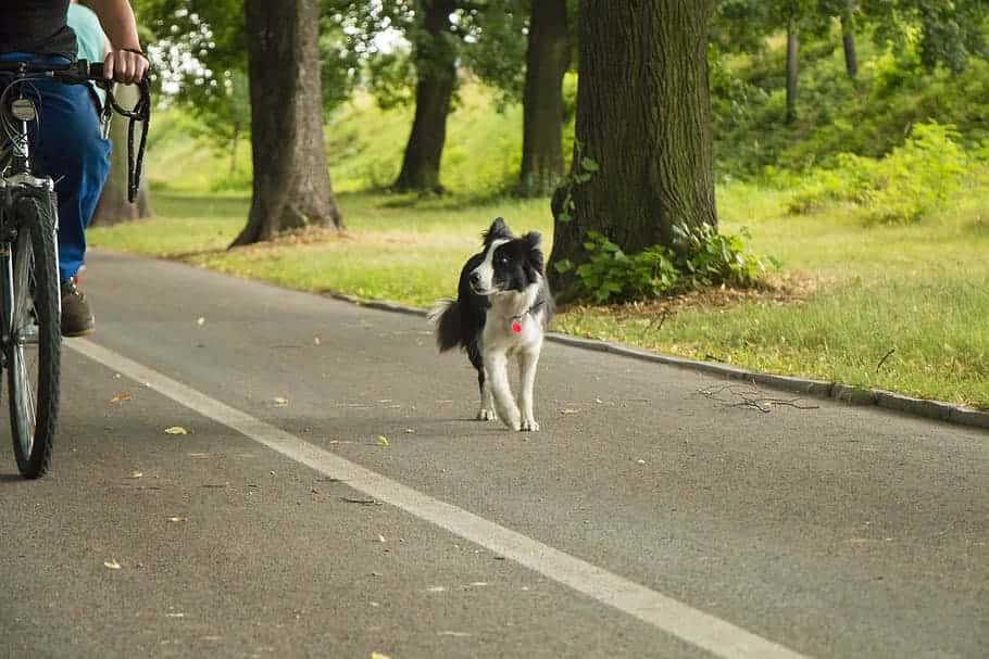 black and white border collie, tree-lined park path, cyclist, SD Desktop Wallpaper