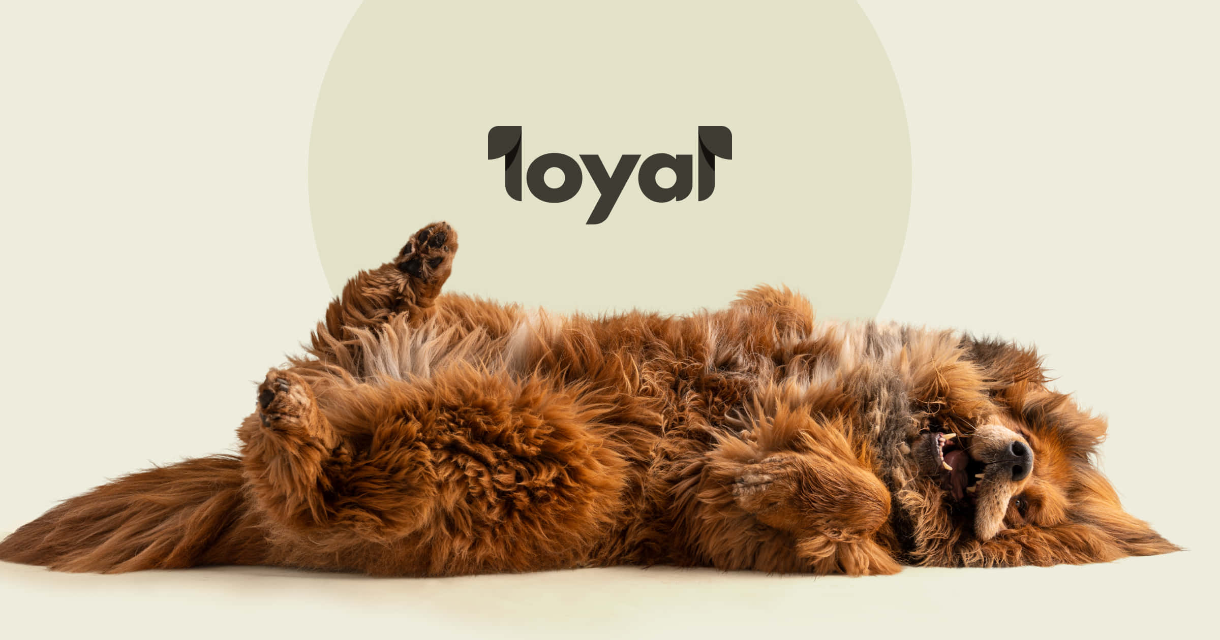 Loyal Dog, fluffy brown dog, pale green circle, Full HD Desktop Wallpaper