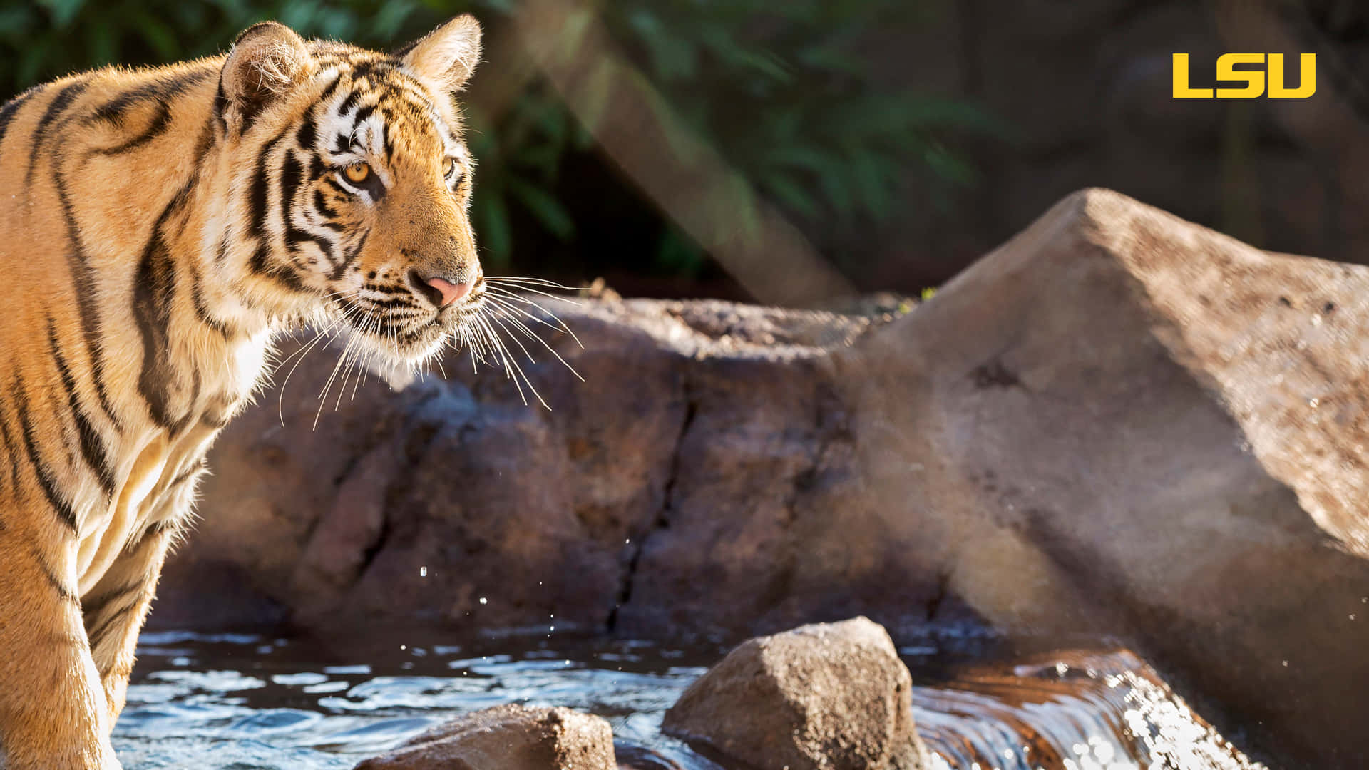 LSU Tigers, tiger, water hole, Full HD Desktop Wallpaper
