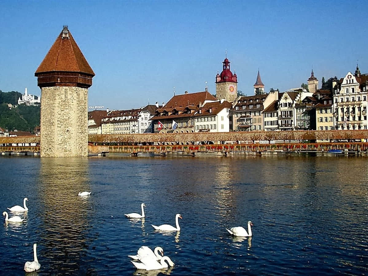 Lucerne Lake, white swans, calm river, SD Desktop Wallpaper