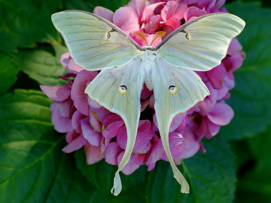 Luna Moth Wallpapers