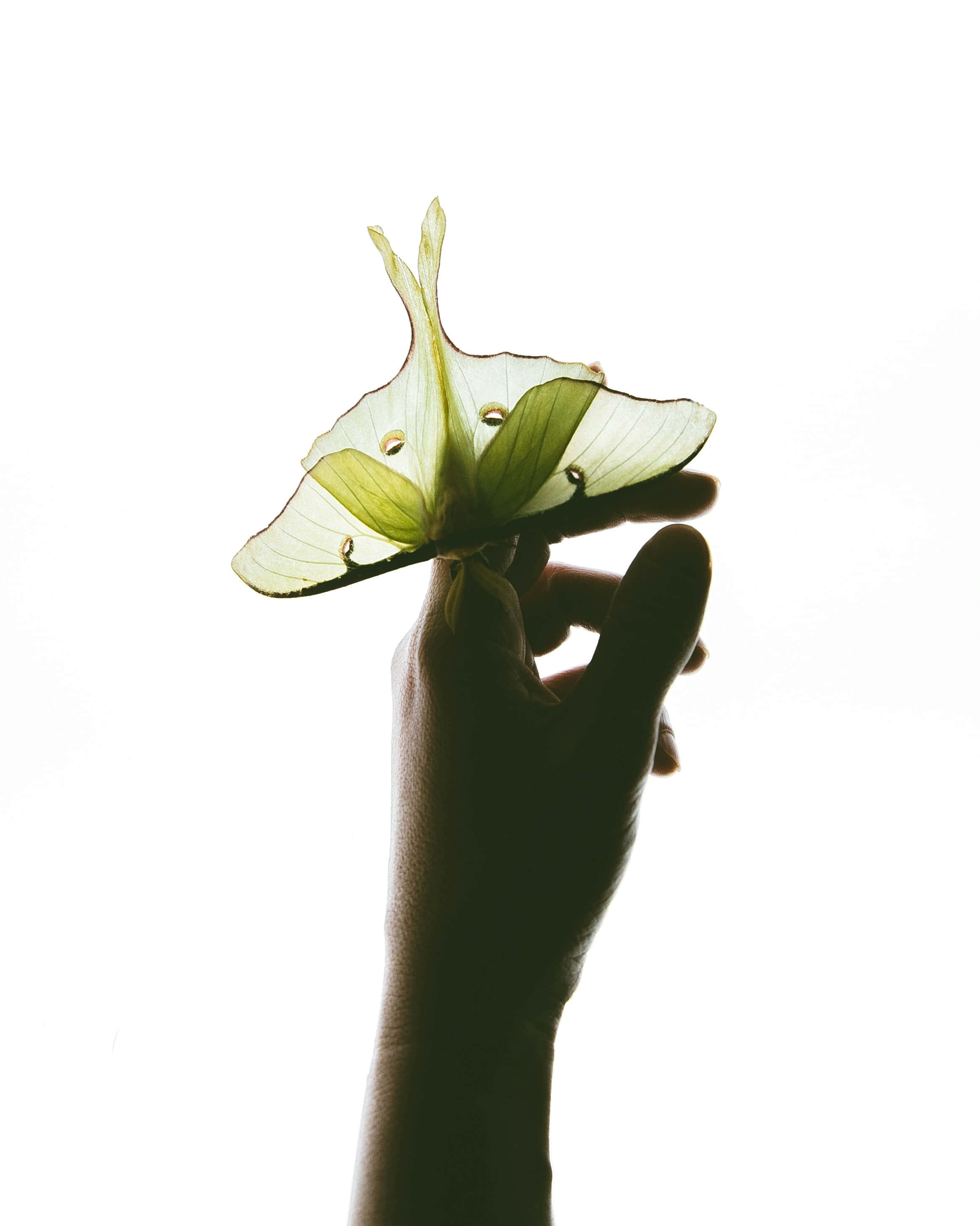 Luna Moth, luminous green, translucent patterns, 2K Phone Wallpaper