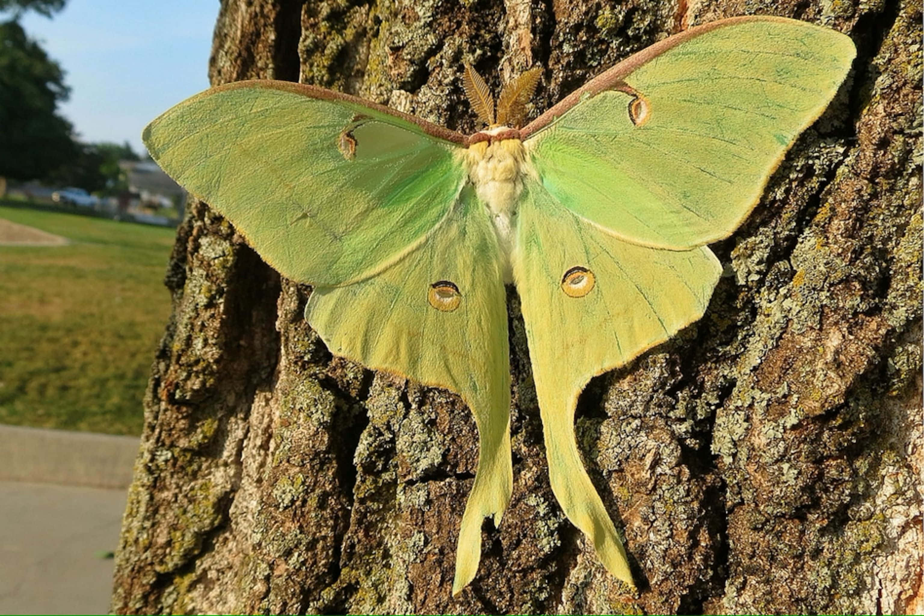 Luna Moth, tree trunk, textured, 2K Desktop Wallpaper