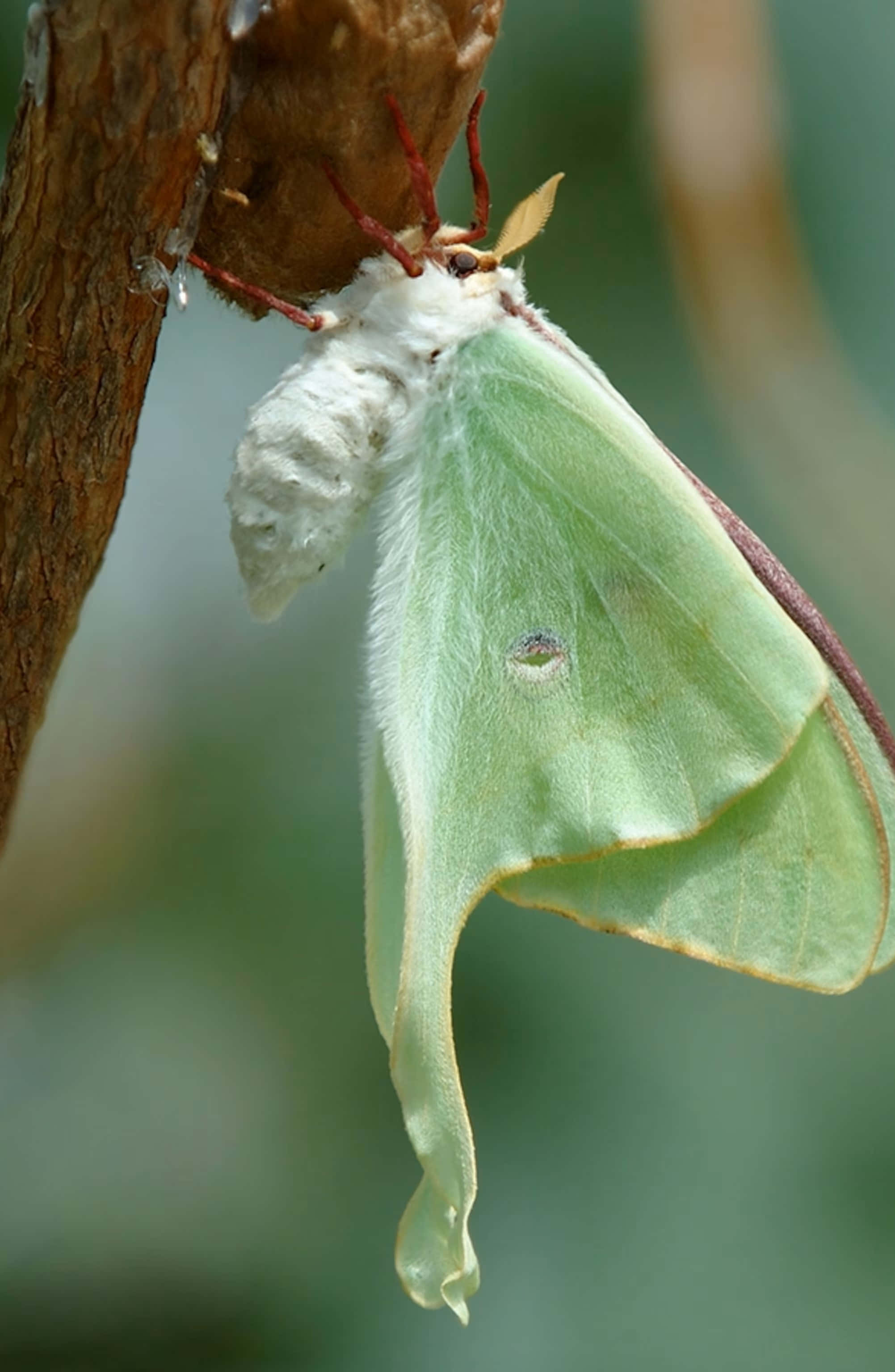 Luna Moth, cocoon, textured tree branch, 2K Phone Wallpaper