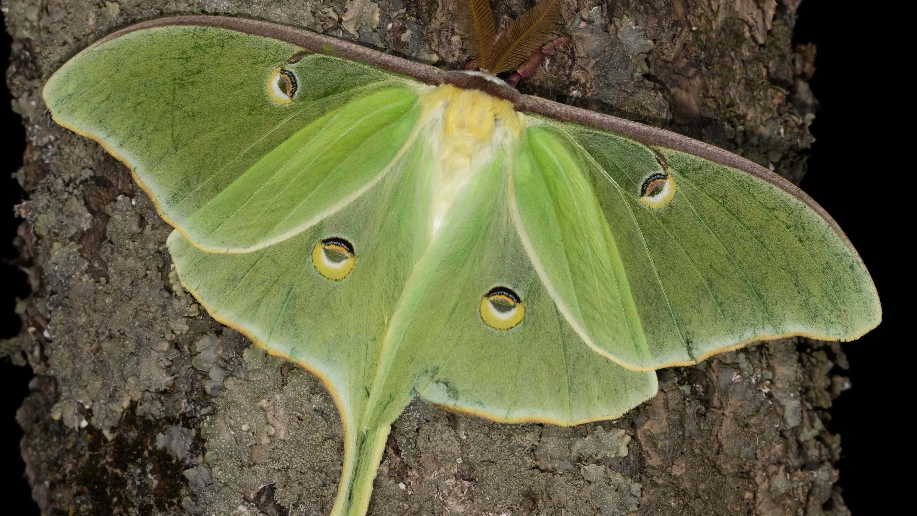 Luna Moth, tree bark, yellow eye spots, 2K Desktop Wallpaper