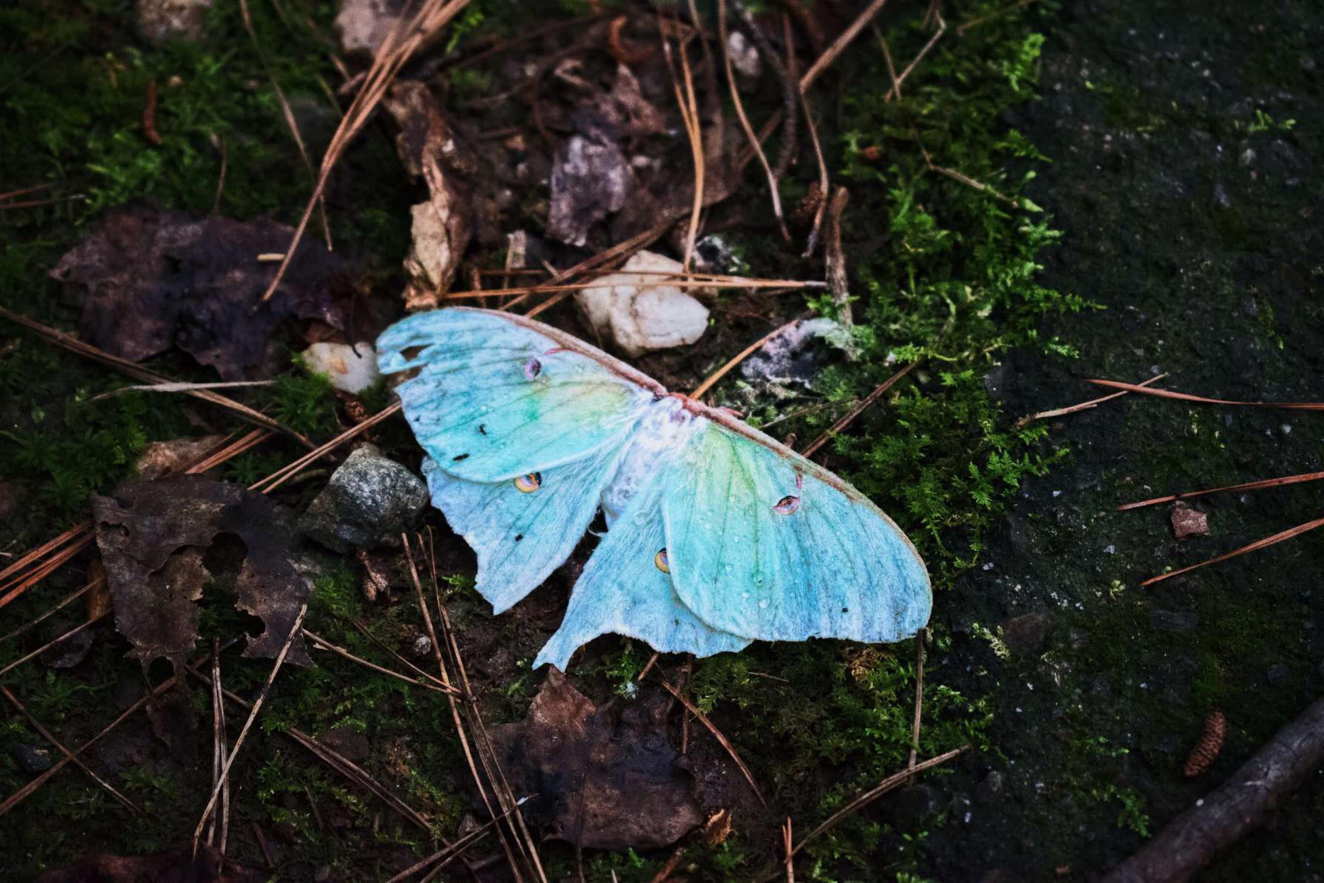 Luna Moth, vibrant blue, mossy forest floor, 2K Desktop Wallpaper