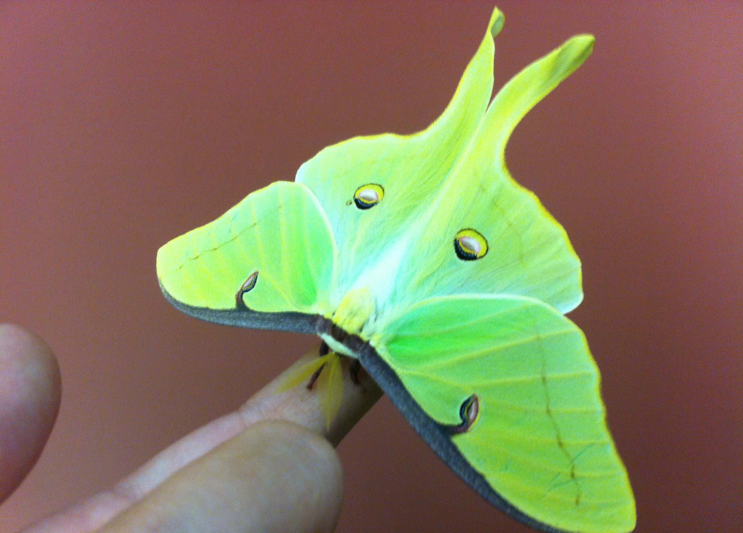 Luna Moth, lime green, eye spots, 2K Desktop Wallpaper