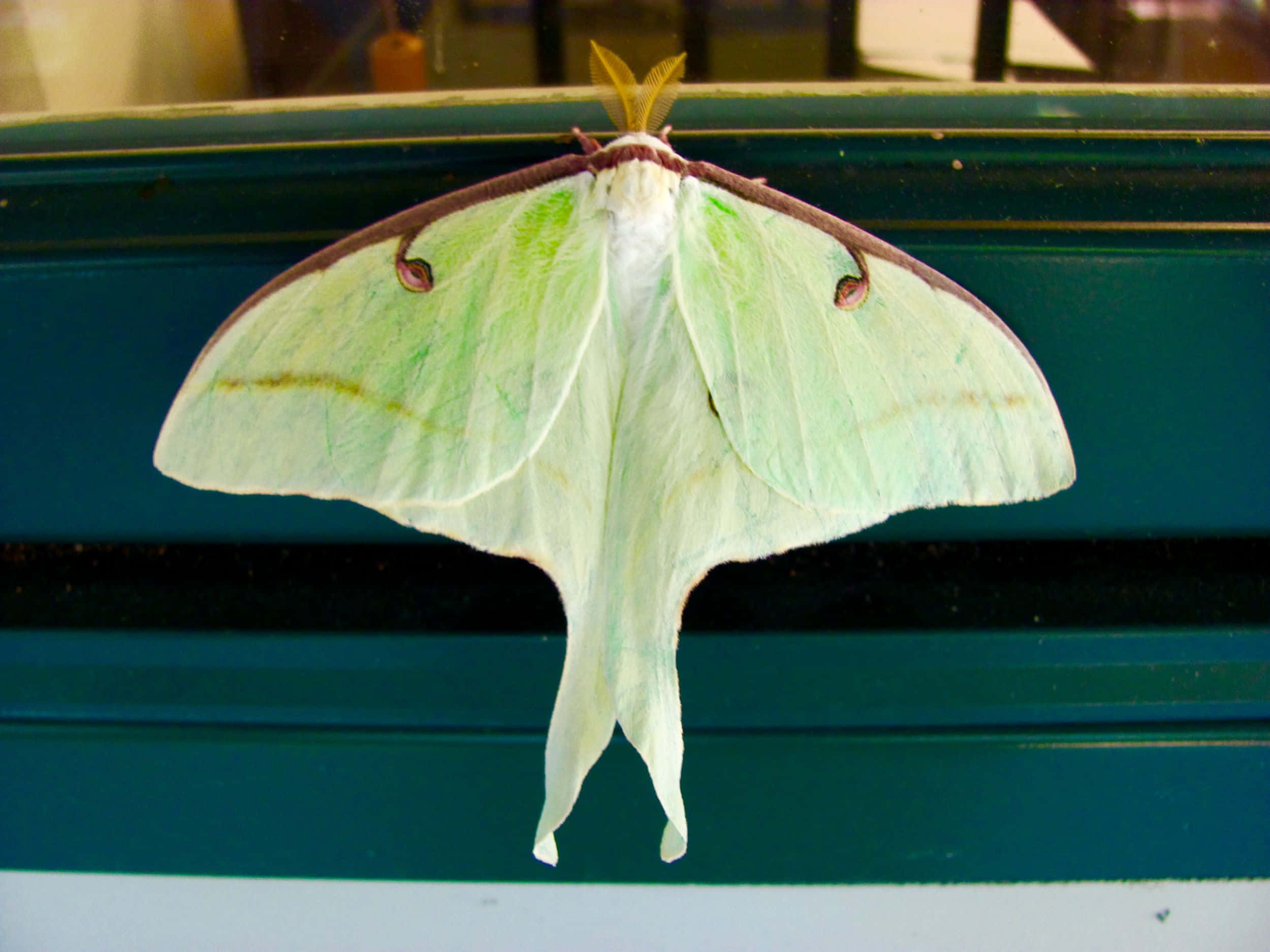 Luna Moth, pale green, long tail-like hind wings, Full HD Desktop Wallpaper