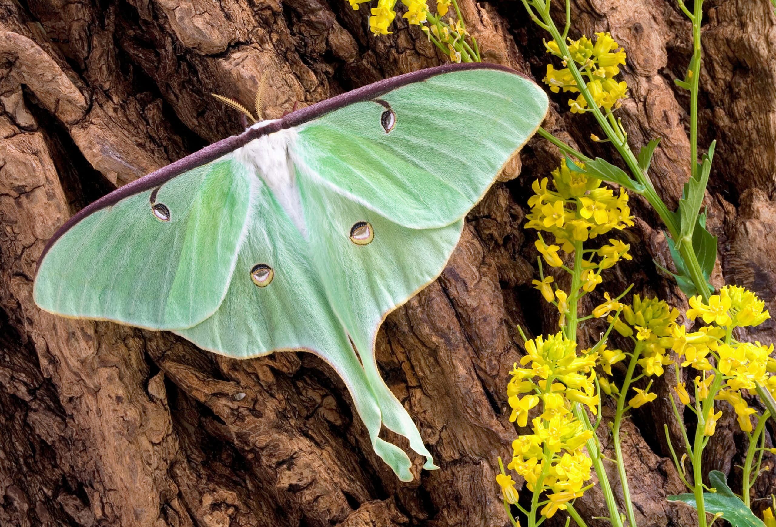 Luna Moth, tree bark, green, 2K Desktop Wallpaper