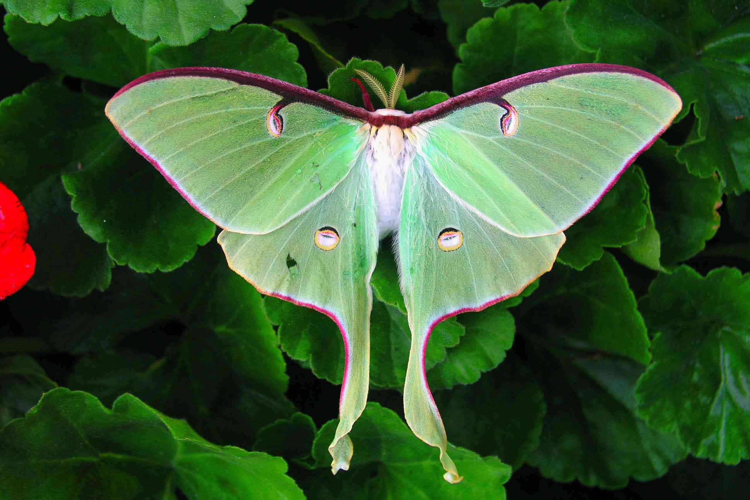 Luna Moth, green luna moth, purple-edged wings, 2K Desktop Wallpaper