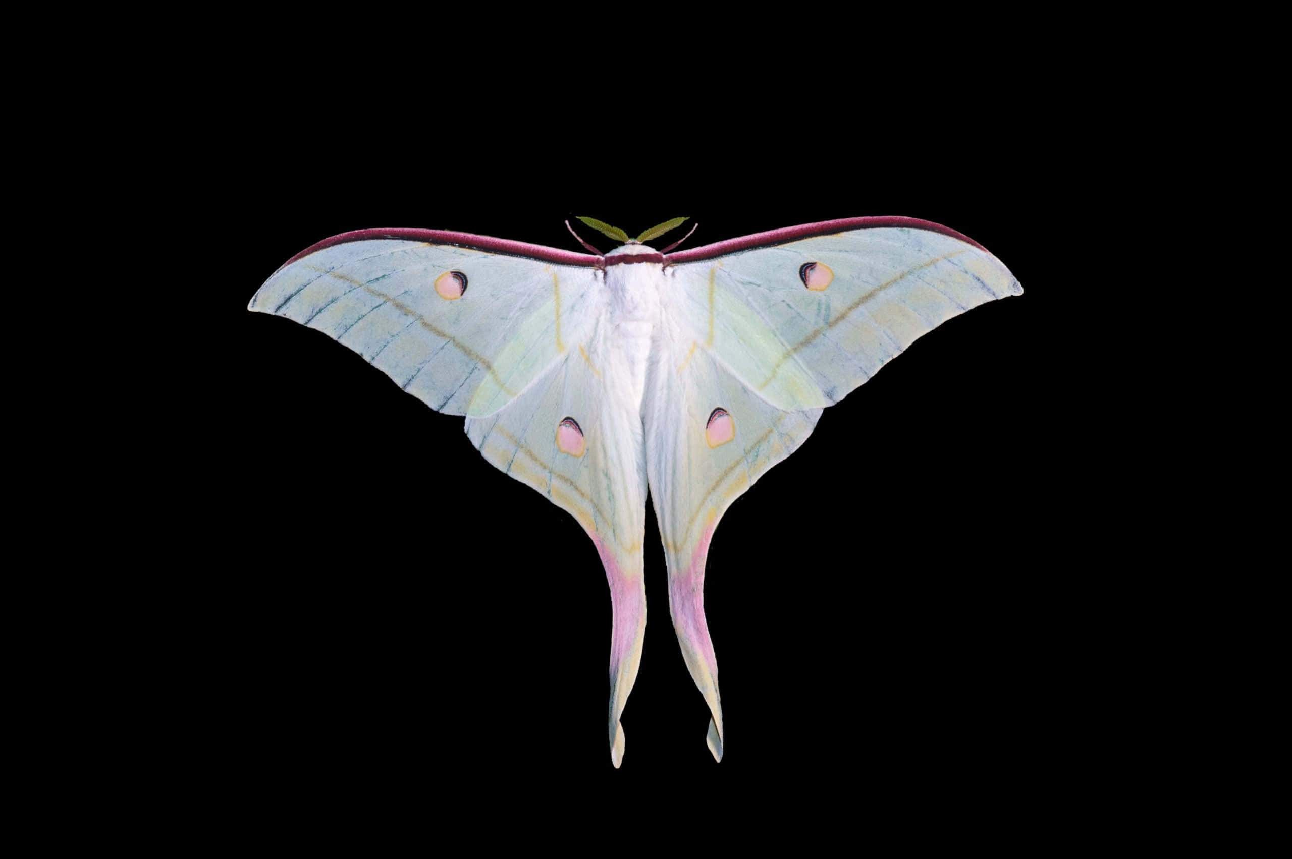 Luna Moth, pale green, pinkish wing edges, 2K Desktop Wallpaper