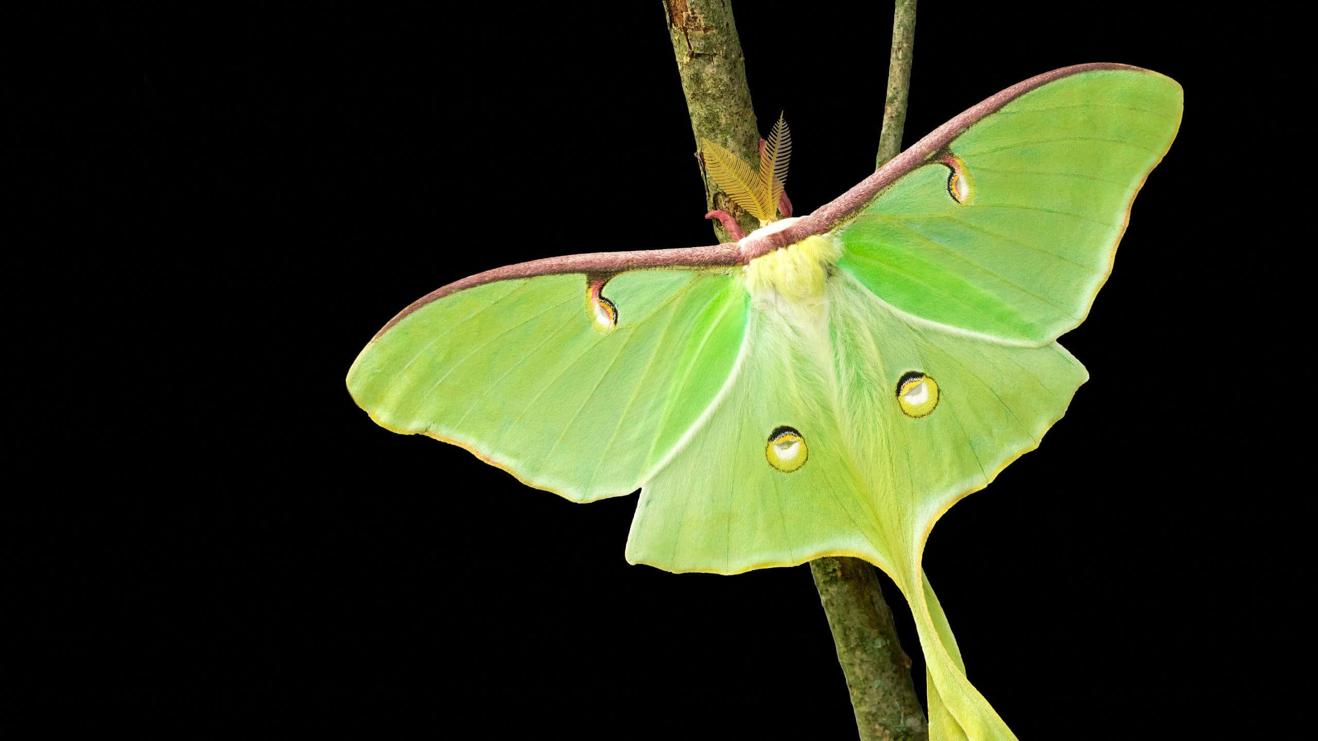 Luna Moth, vibrant green, delicate wings, 2K Desktop Wallpaper