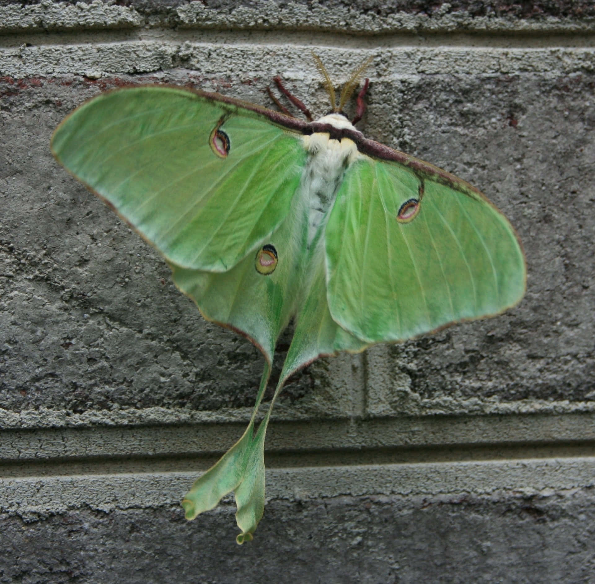 Luna Moth, green, eye spots, Full HD Desktop Wallpaper