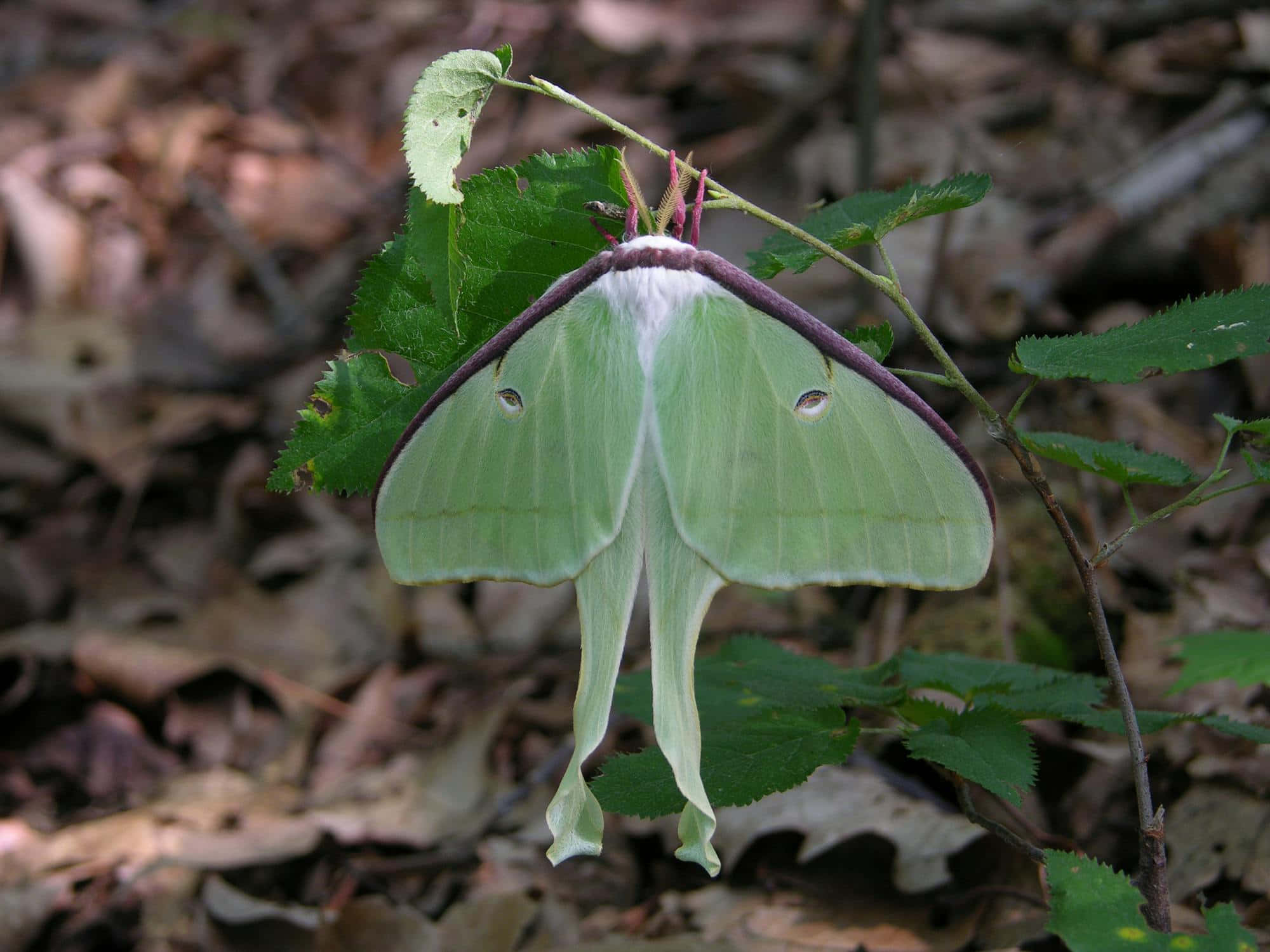Luna Moth, green luna moth, white tufts, Full HD Desktop Wallpaper