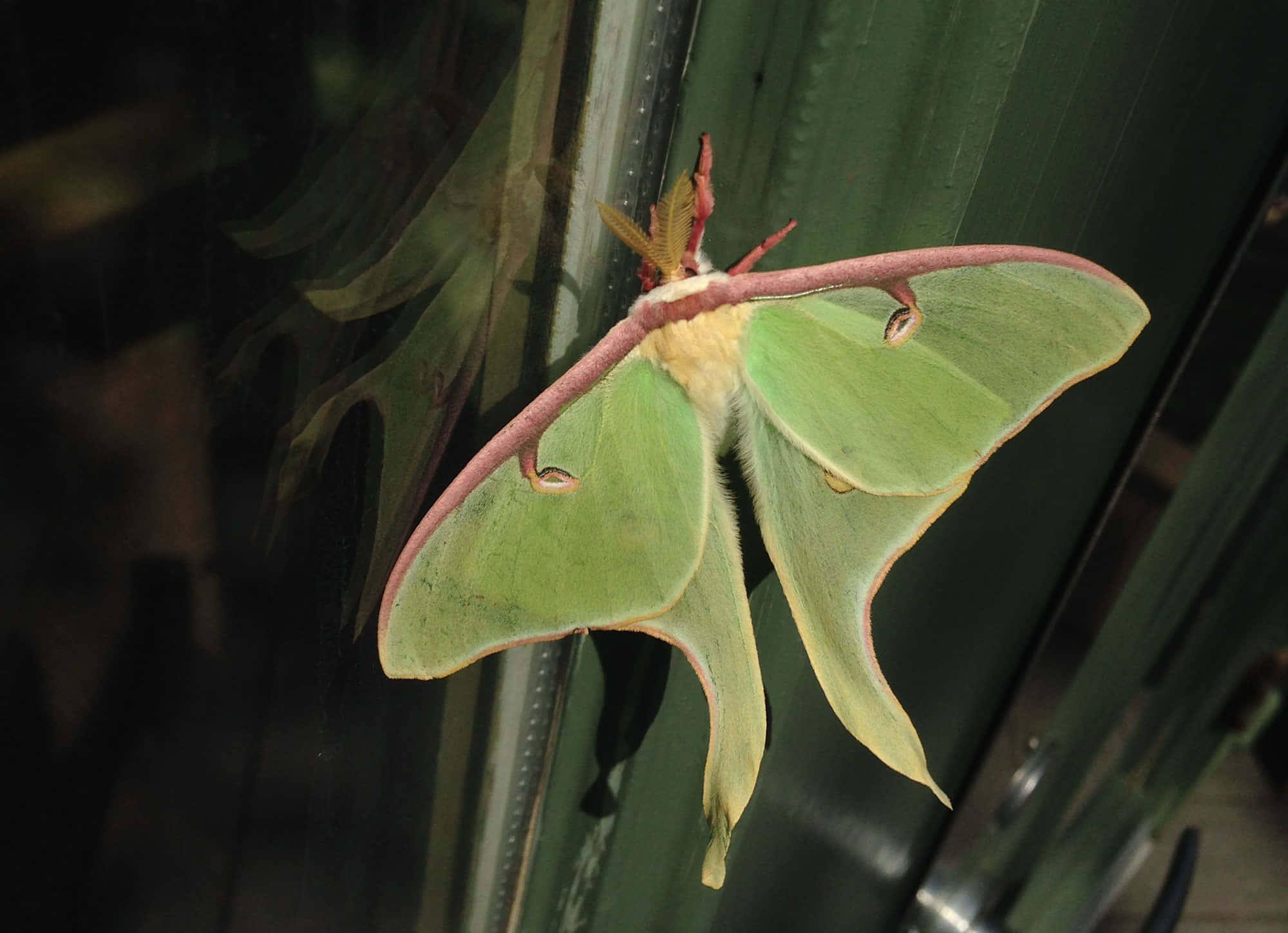 Luna Moth, green luna moth, pinkish wings, Full HD Desktop Wallpaper