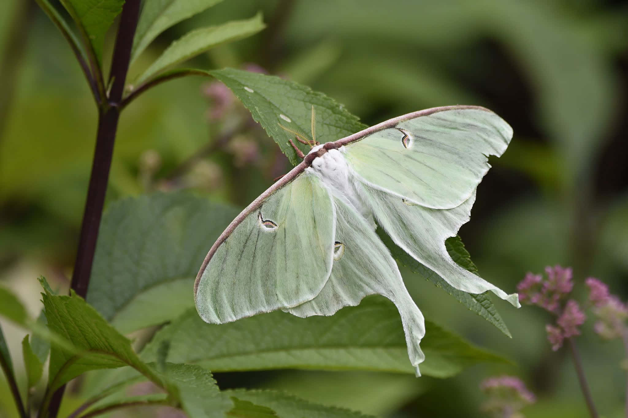 Luna Moth, pale green, long flowing wings, Full HD Desktop Wallpaper