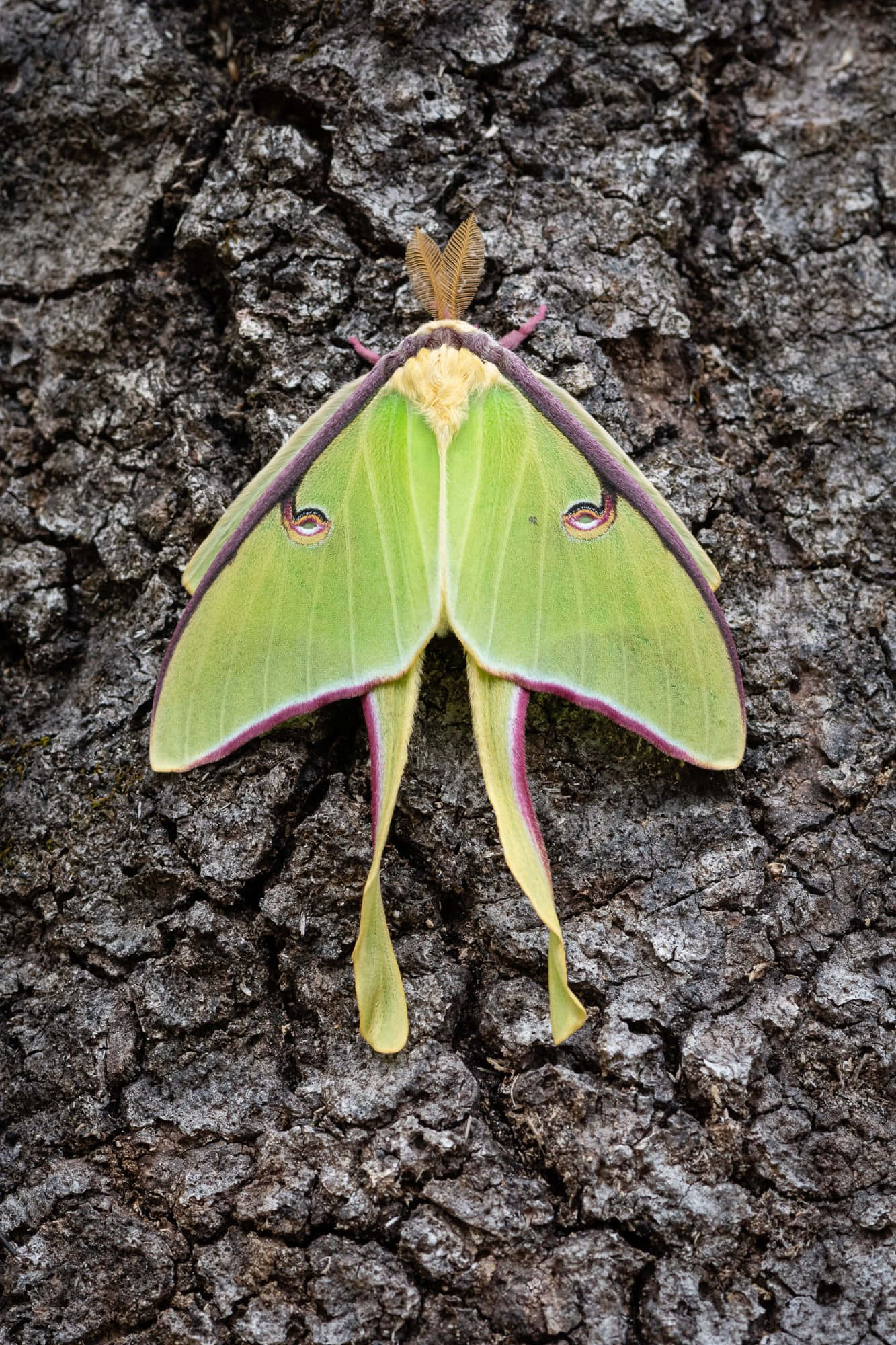 Luna Moth, tree bark, vibrant green, Full HD Phone Wallpaper