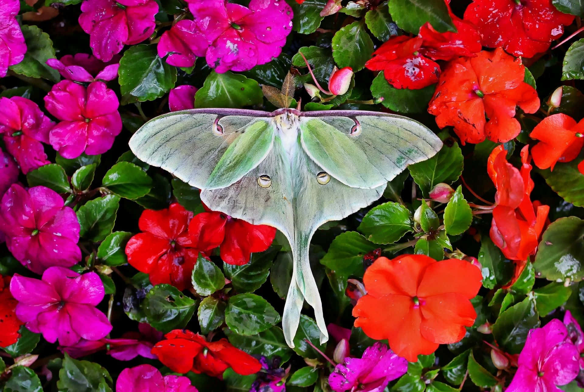 Luna Moth, green luna moth, eye spots, Full HD Desktop Wallpaper