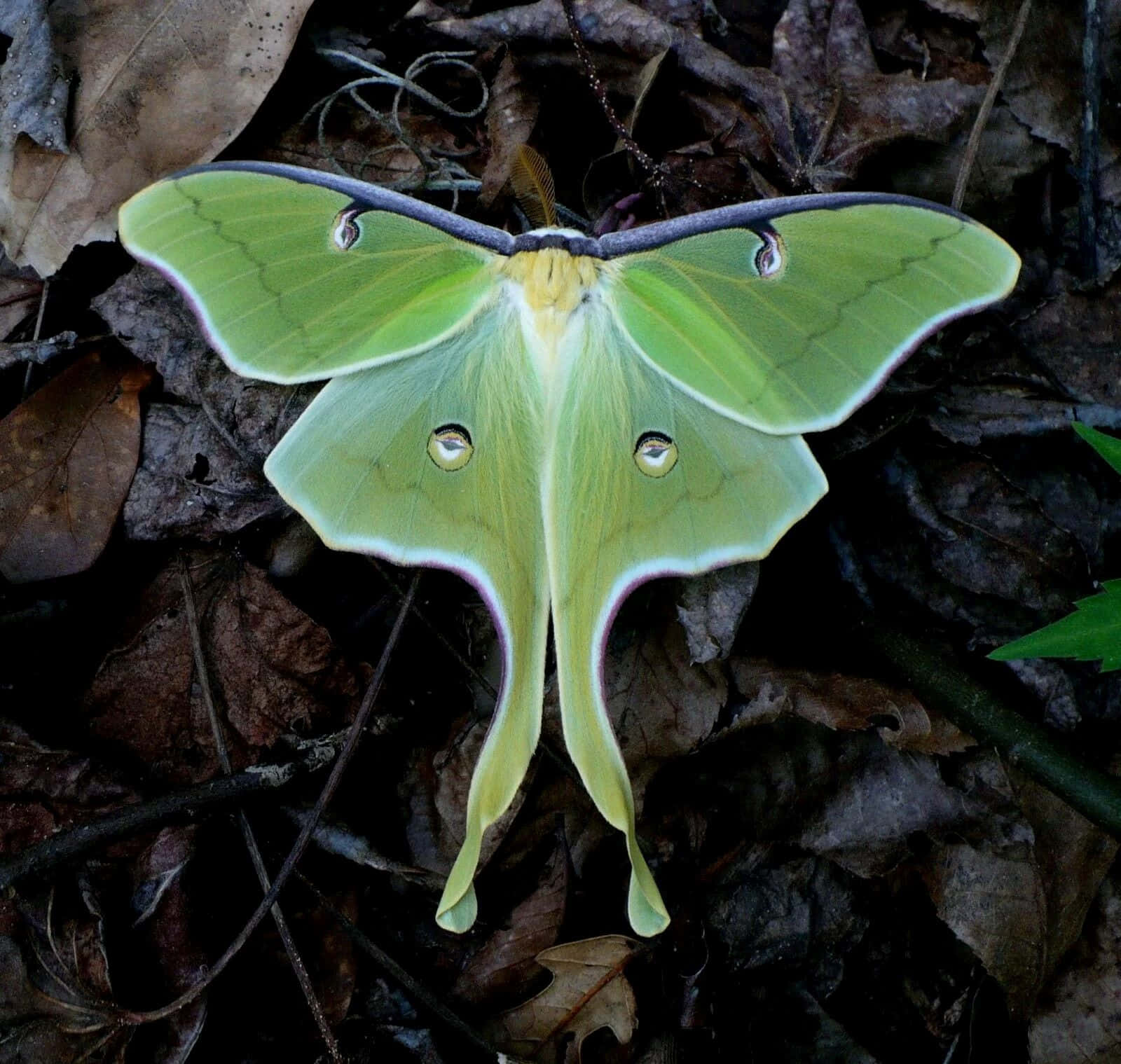 Luna Moth, forest floor, vibrant green, HD Desktop Wallpaper