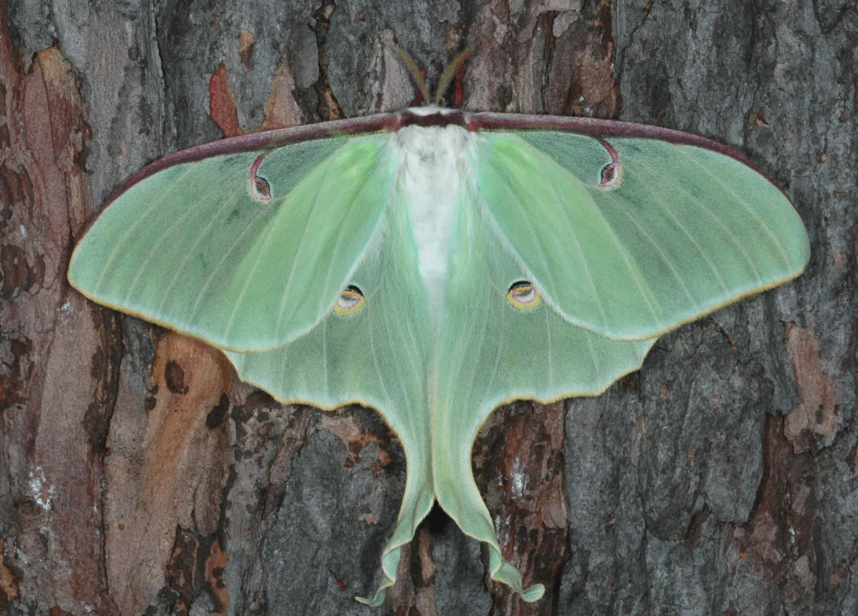 Luna Moth, tree bark, green, HD Desktop Wallpaper