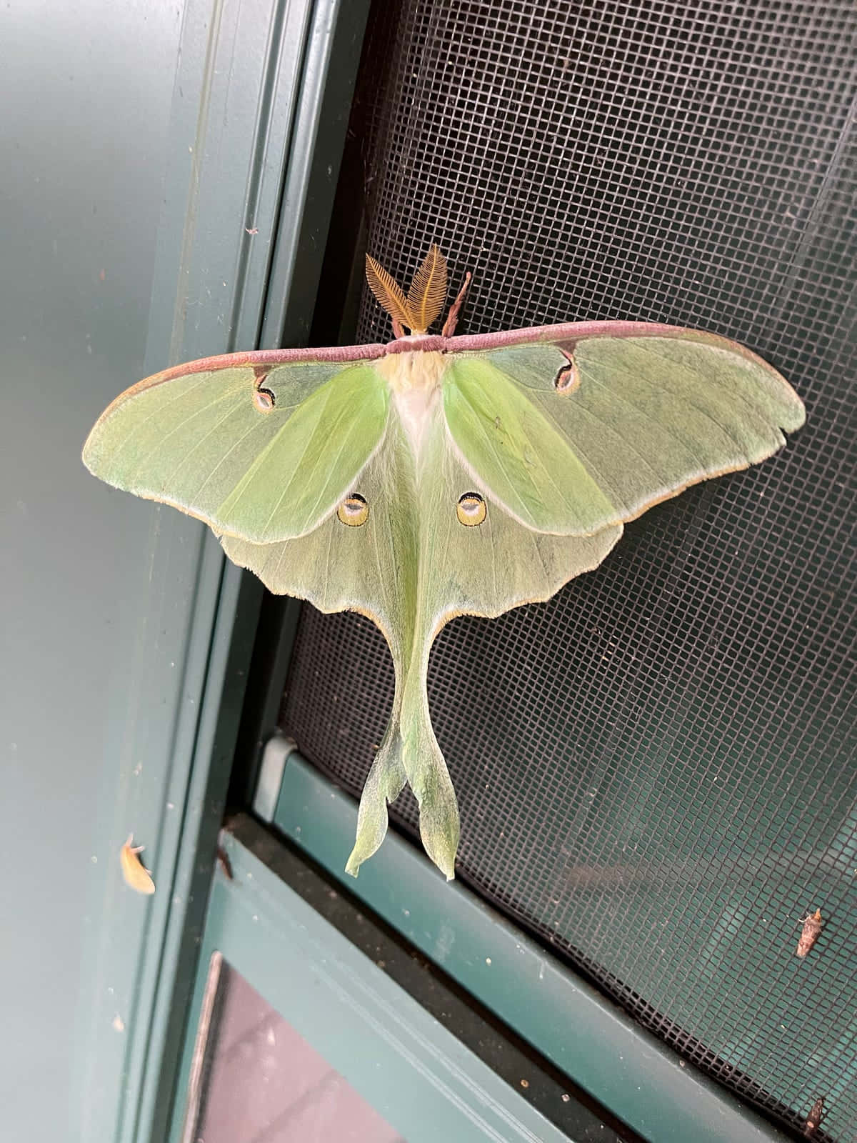 Luna Moth, green luna moth, eye spots, HD Phone Wallpaper
