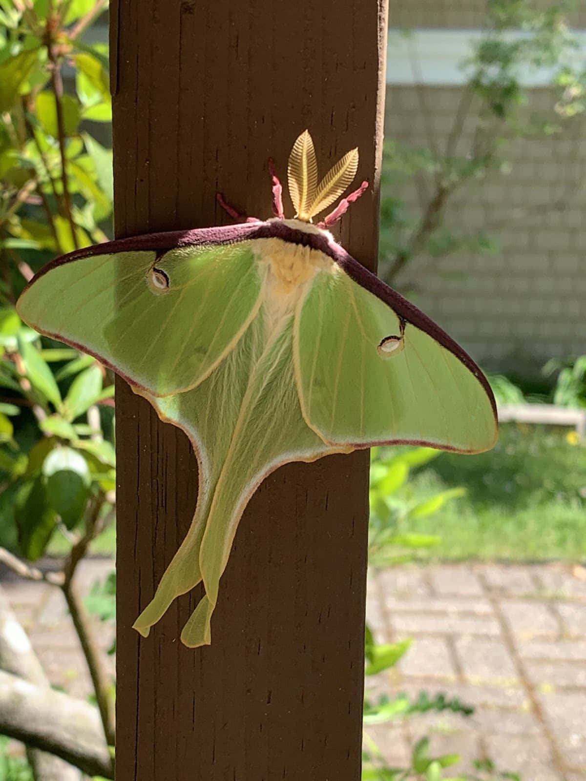 Luna Moth, wooden post, green foliage, HD Phone Wallpaper